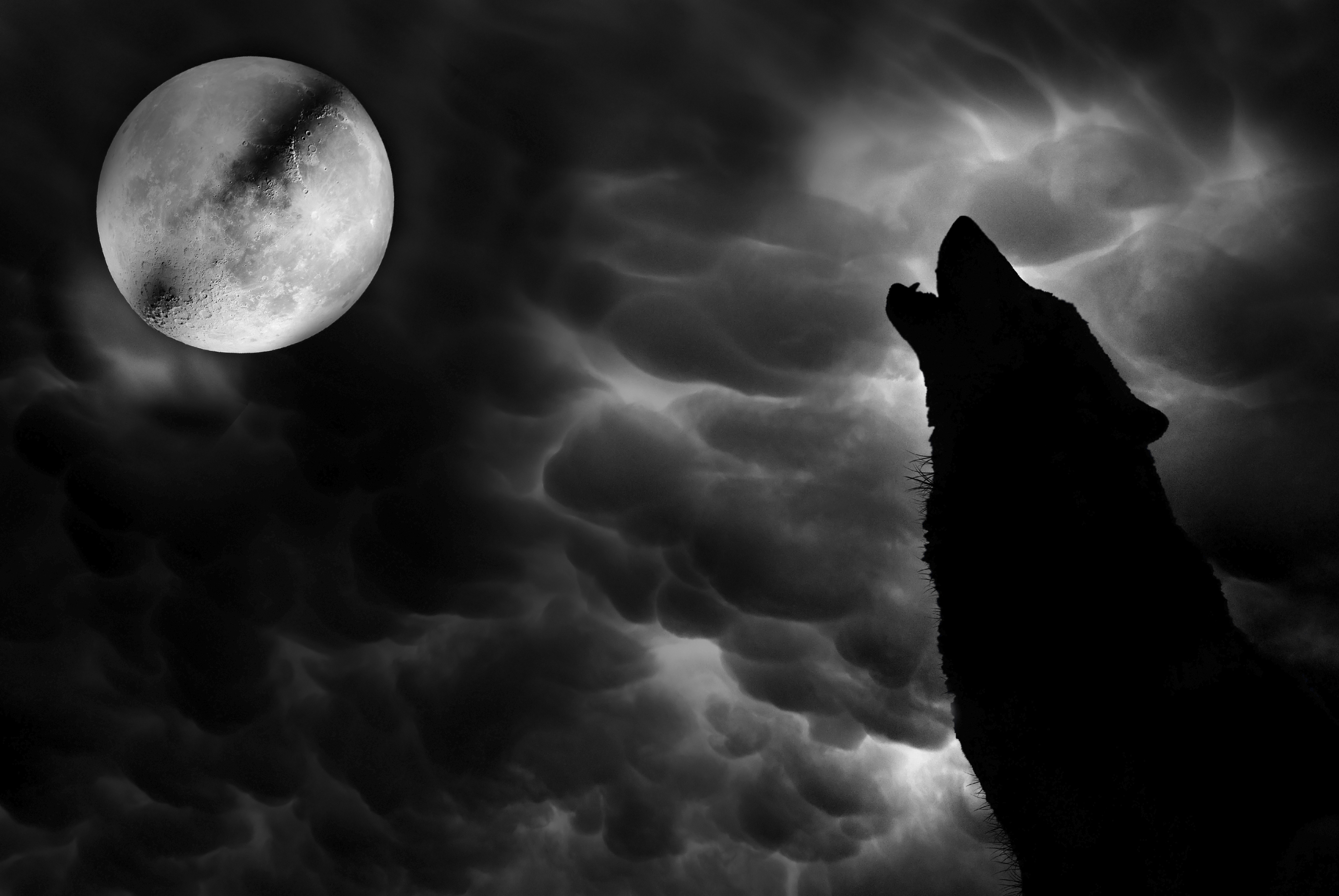 Download mobile wallpaper Wolf, Animal for free.