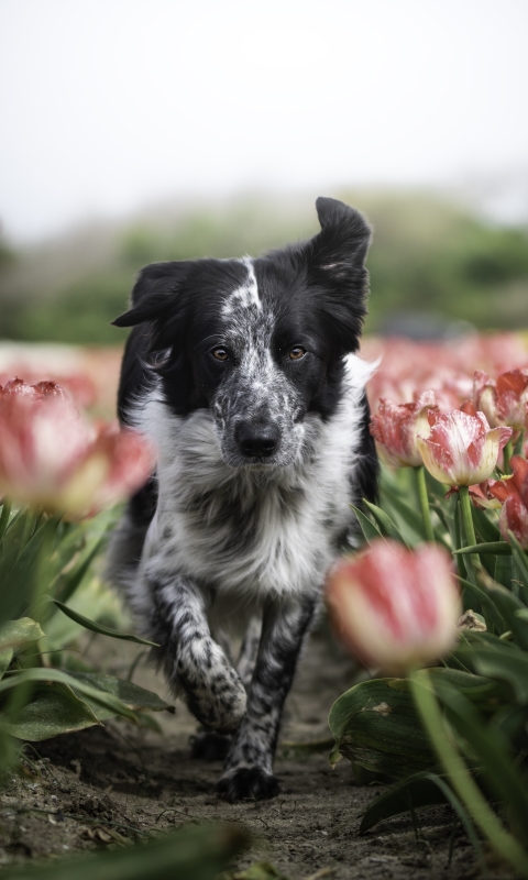 Handy-Wallpaper Tiere, Hunde, Hund, Tulpe, Border Collie kostenlos herunterladen.