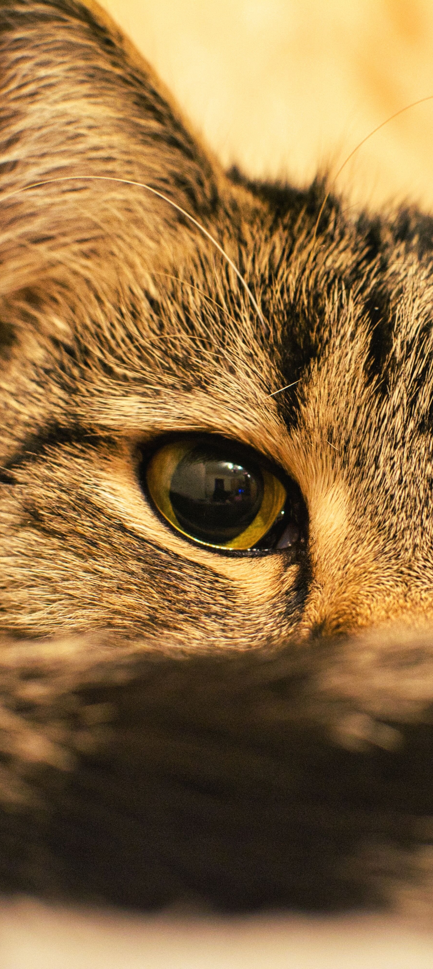Download mobile wallpaper Cats, Cat, Animal, Stare for free.