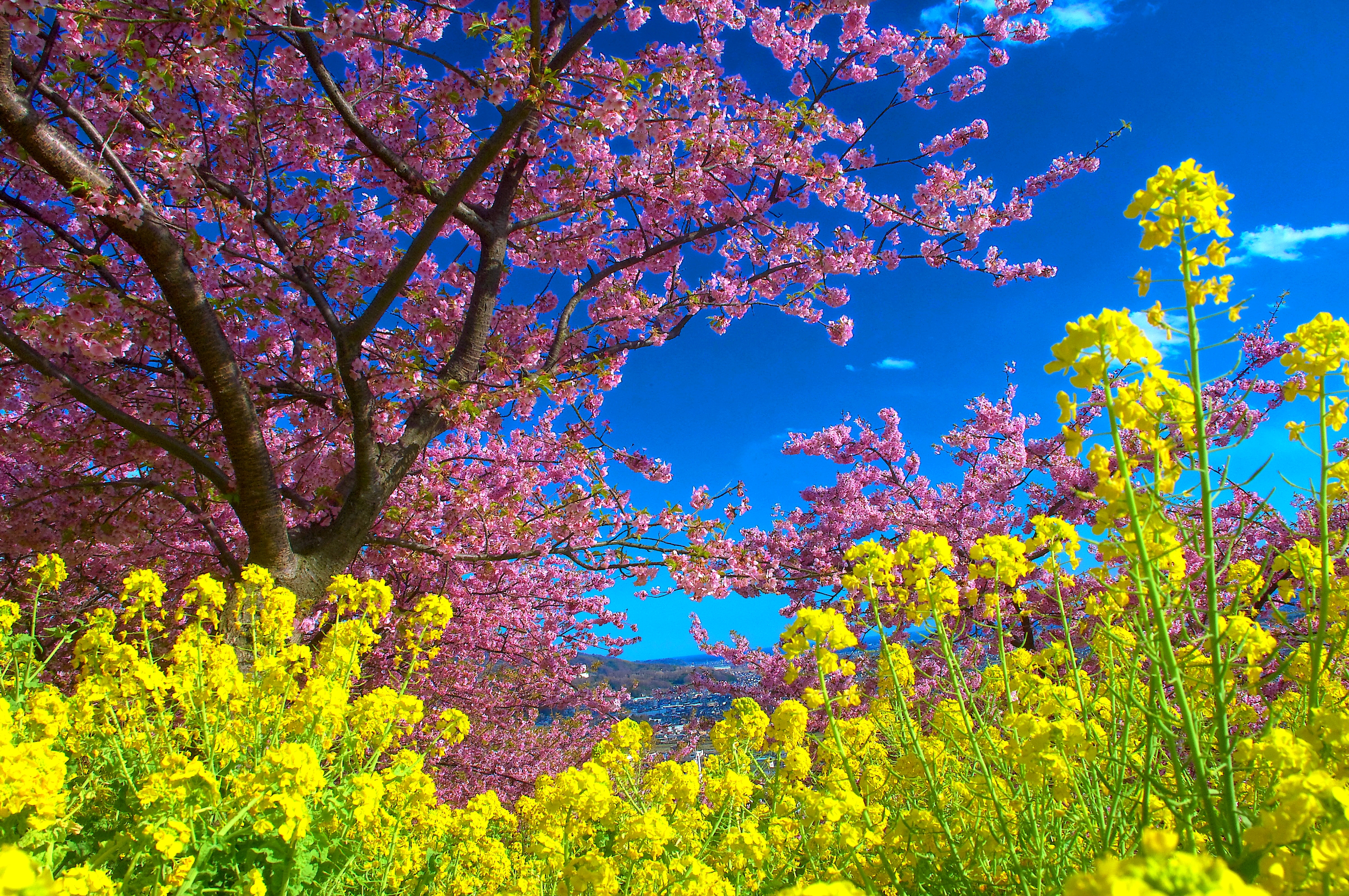 Laden Sie das Blume, Baum, Frühling, Blüte, Gelbe Blume, Erde/natur, Pinke Blume-Bild kostenlos auf Ihren PC-Desktop herunter