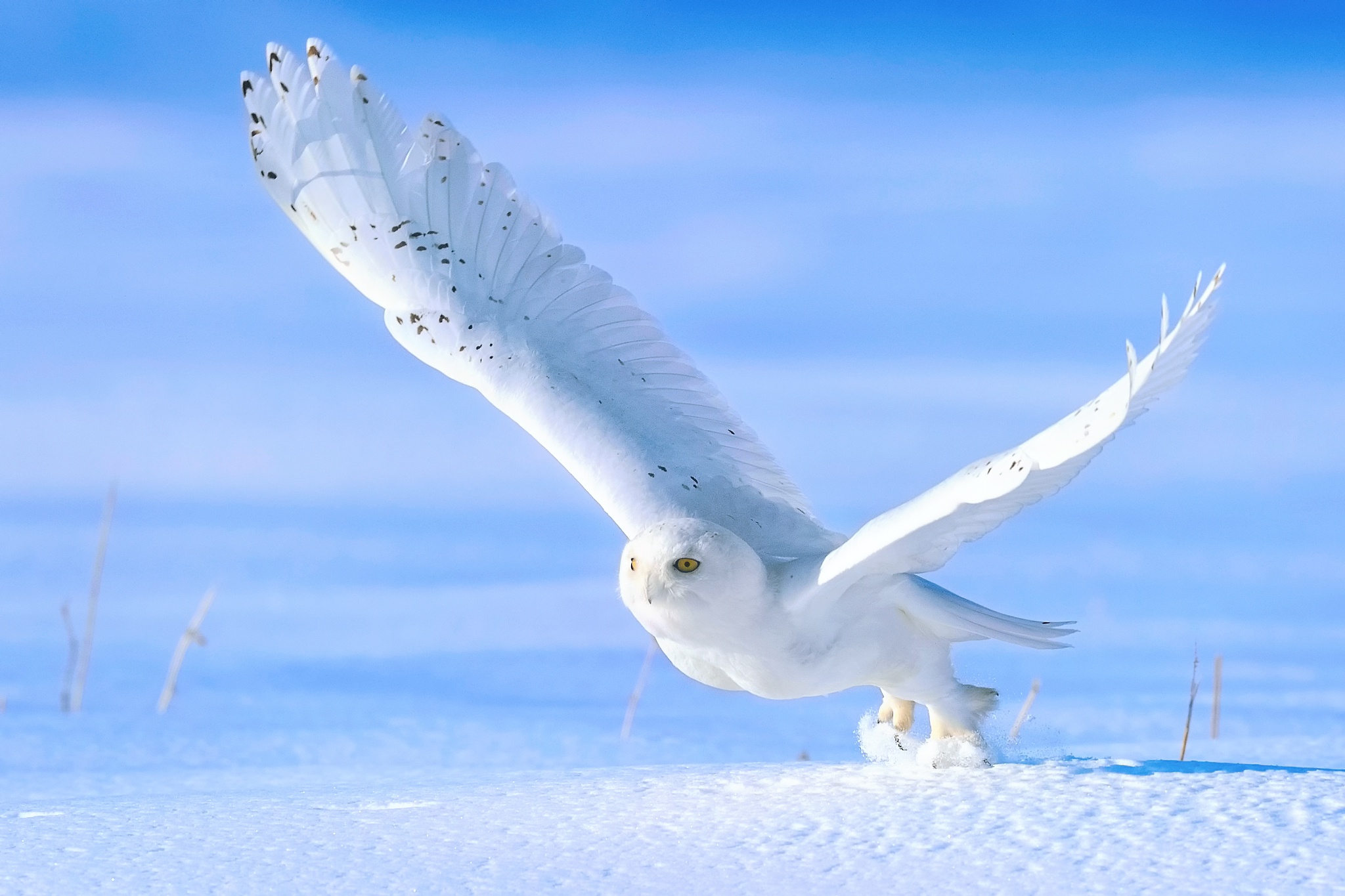Free download wallpaper Birds, Owl, Snow, Bird, Animal, Snowy Owl on your PC desktop