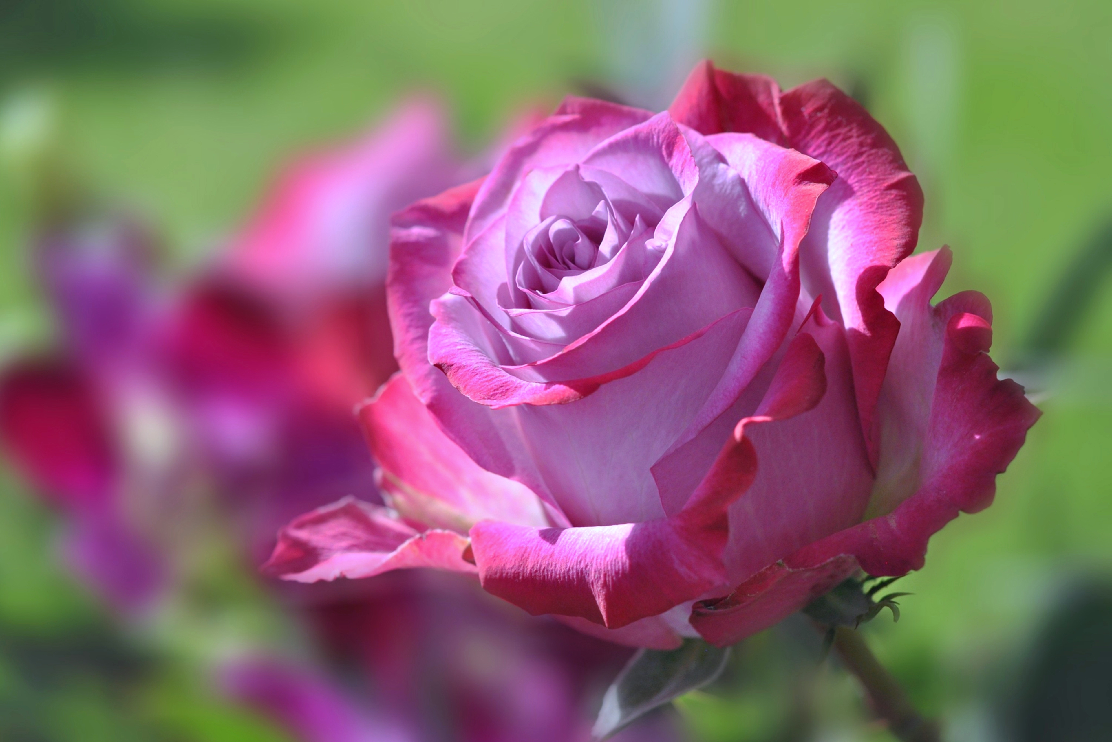 Download mobile wallpaper Pink Flower, Flowers, Flower, Rose, Earth for free.