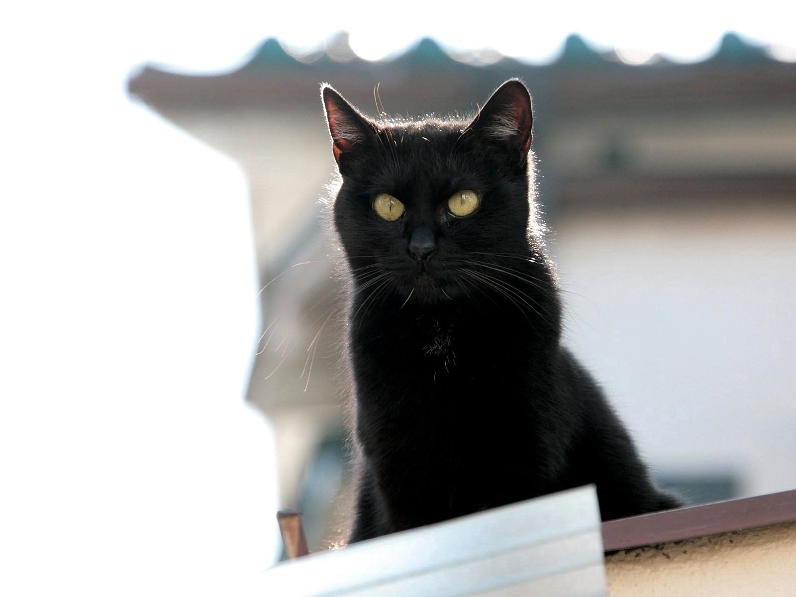 Laden Sie das Schnauze, Das Schwarze, Der Kater, Tiere, Katze-Bild kostenlos auf Ihren PC-Desktop herunter