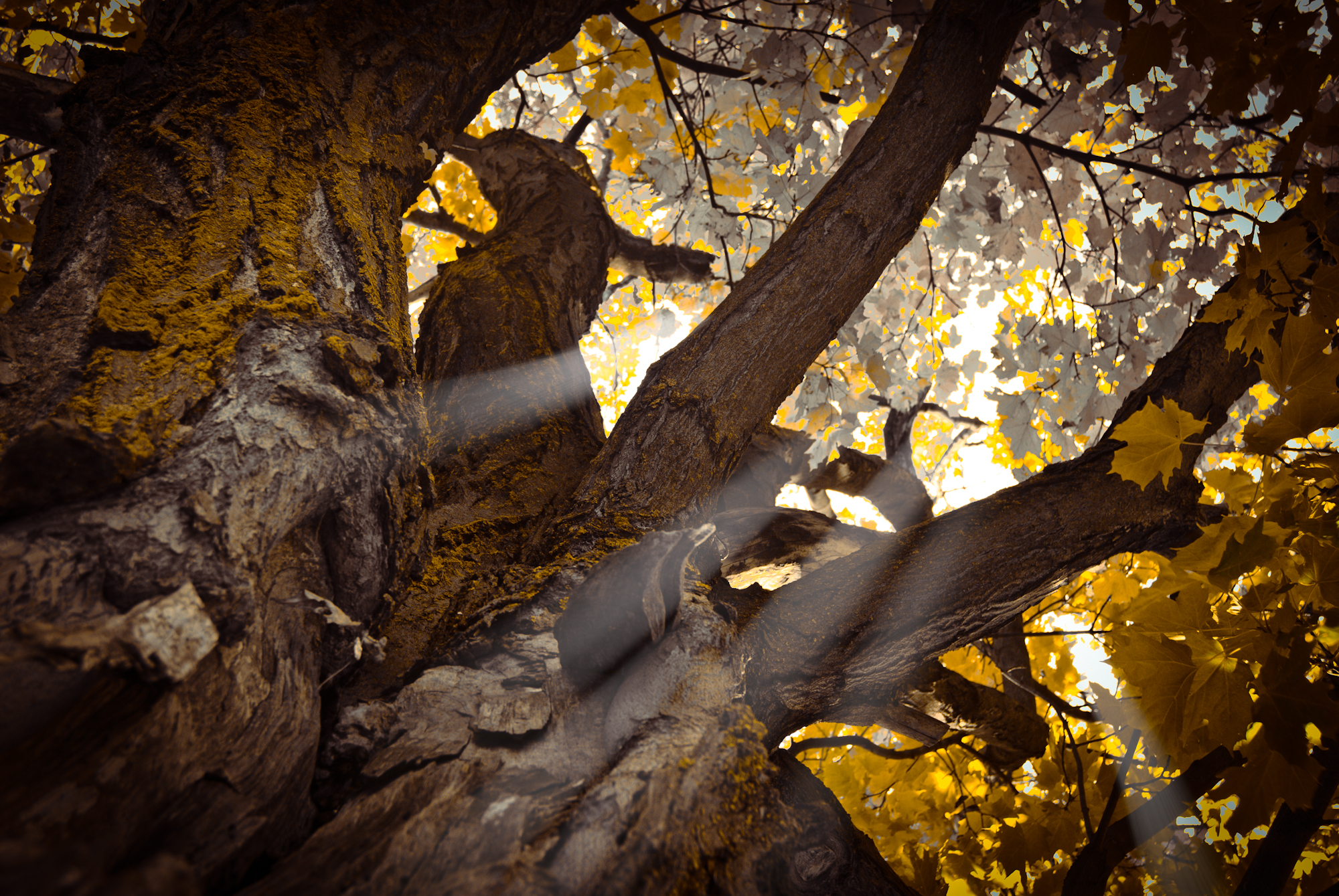 Laden Sie das Natur, Herbst, Baum, Sonnenstrahl, Erde/natur-Bild kostenlos auf Ihren PC-Desktop herunter