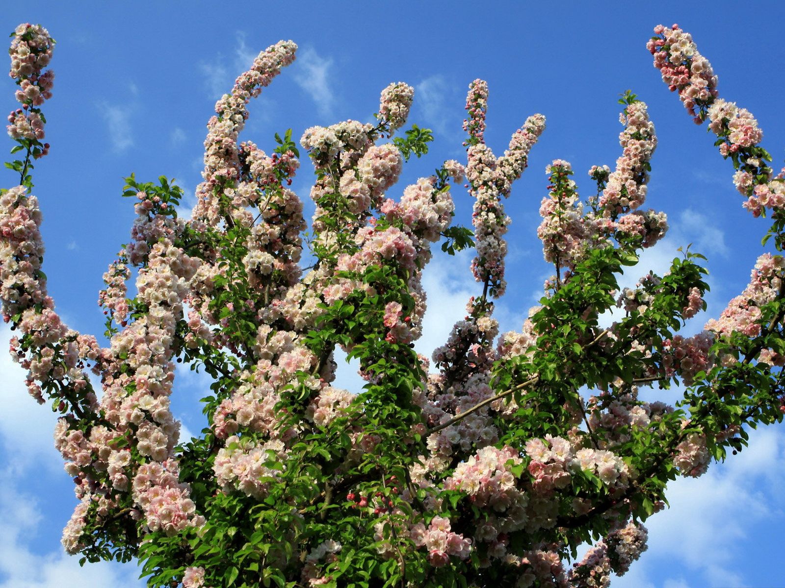 Laden Sie das Sky, Geäst, Zweige, Blühen, Blühenden, Stimmung, Blumen, Frühling-Bild kostenlos auf Ihren PC-Desktop herunter