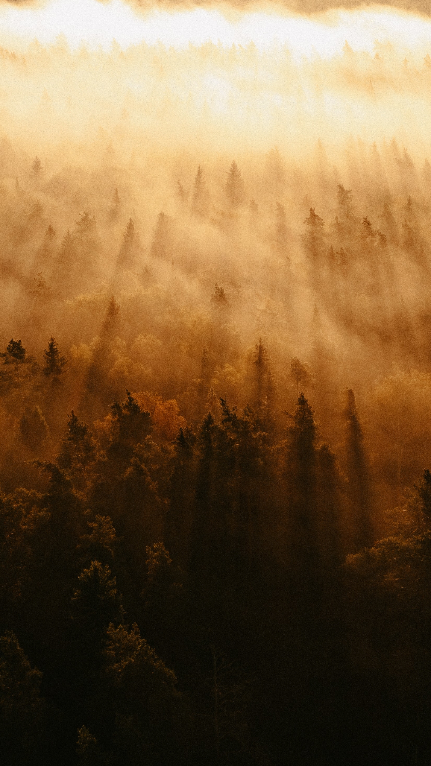 Download mobile wallpaper Forest, Fog, Earth, Sunbeam, Sunbean for free.