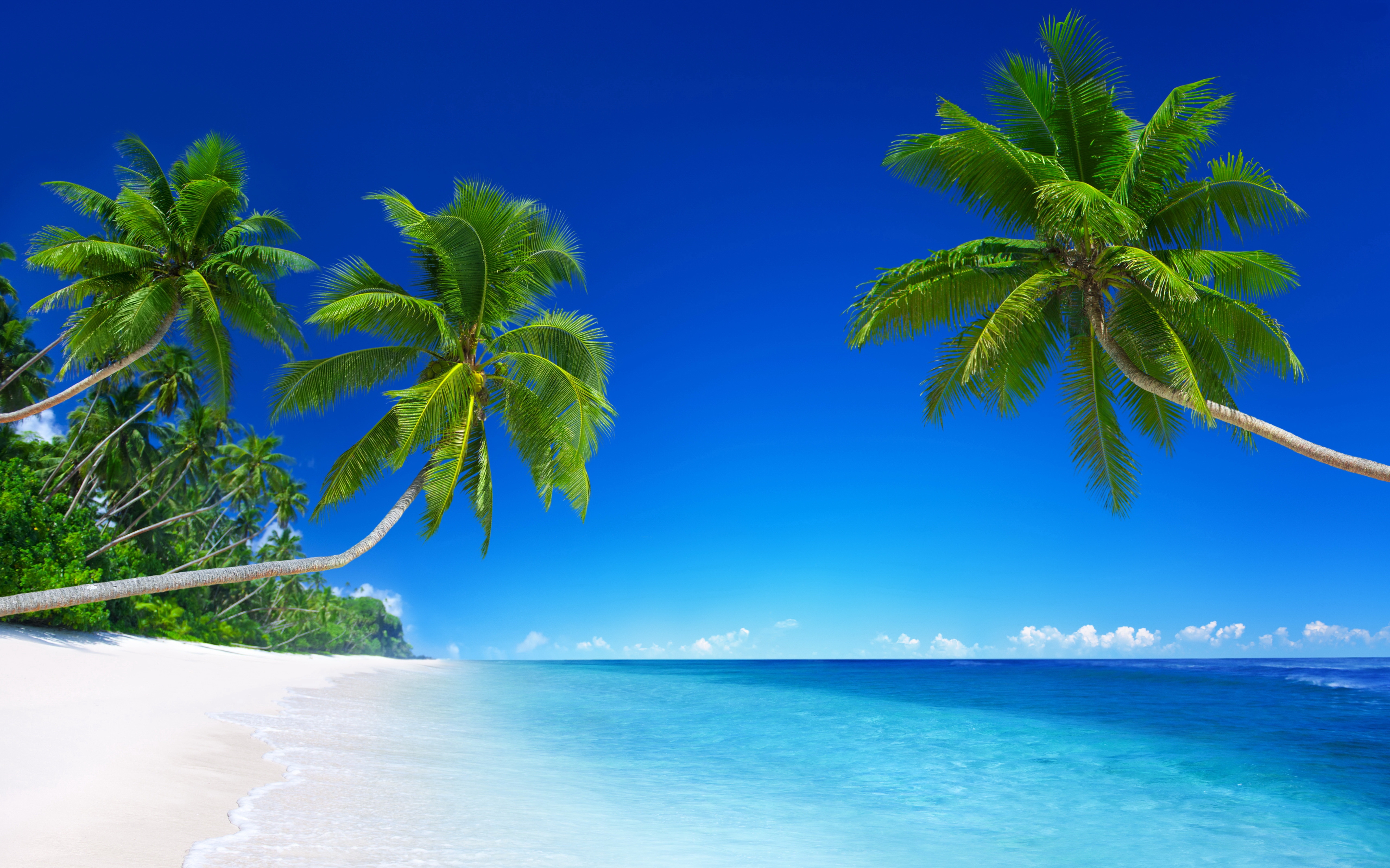 Скачать картинку Пляж, Пальмы, Горизонт, Океан, Земля/природа в телефон бесплатно.