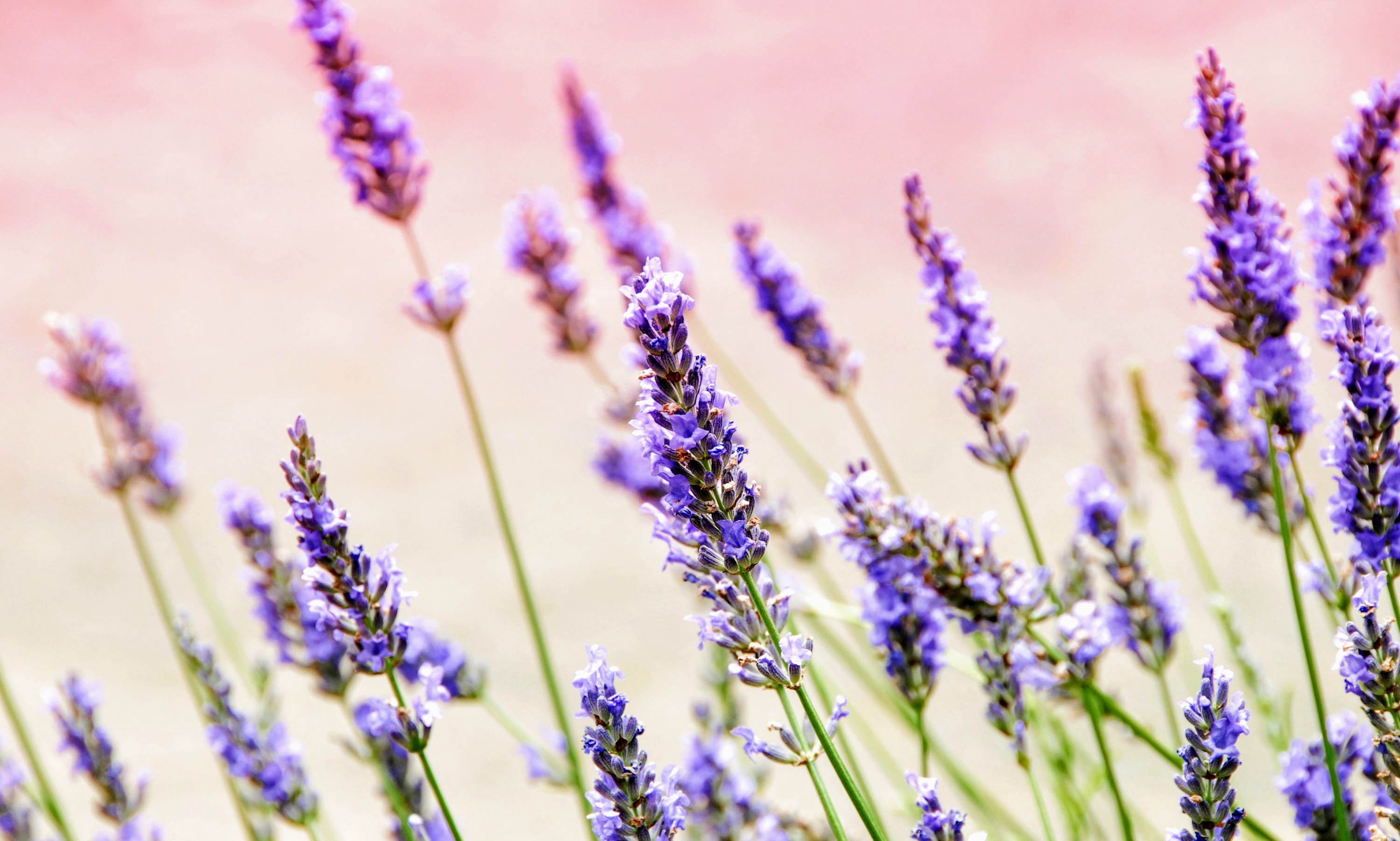 Handy-Wallpaper Blumen, Lavendel, Erde/natur kostenlos herunterladen.