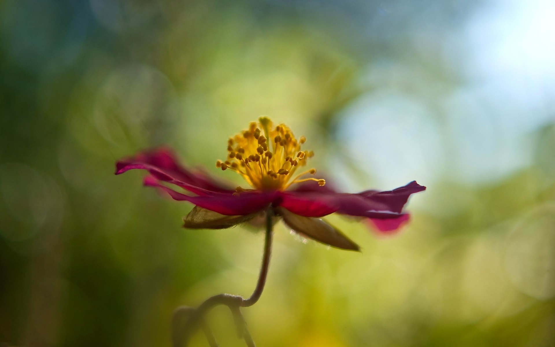 Laden Sie das Natur, Blumen, Blume, Makro, Erde/natur-Bild kostenlos auf Ihren PC-Desktop herunter