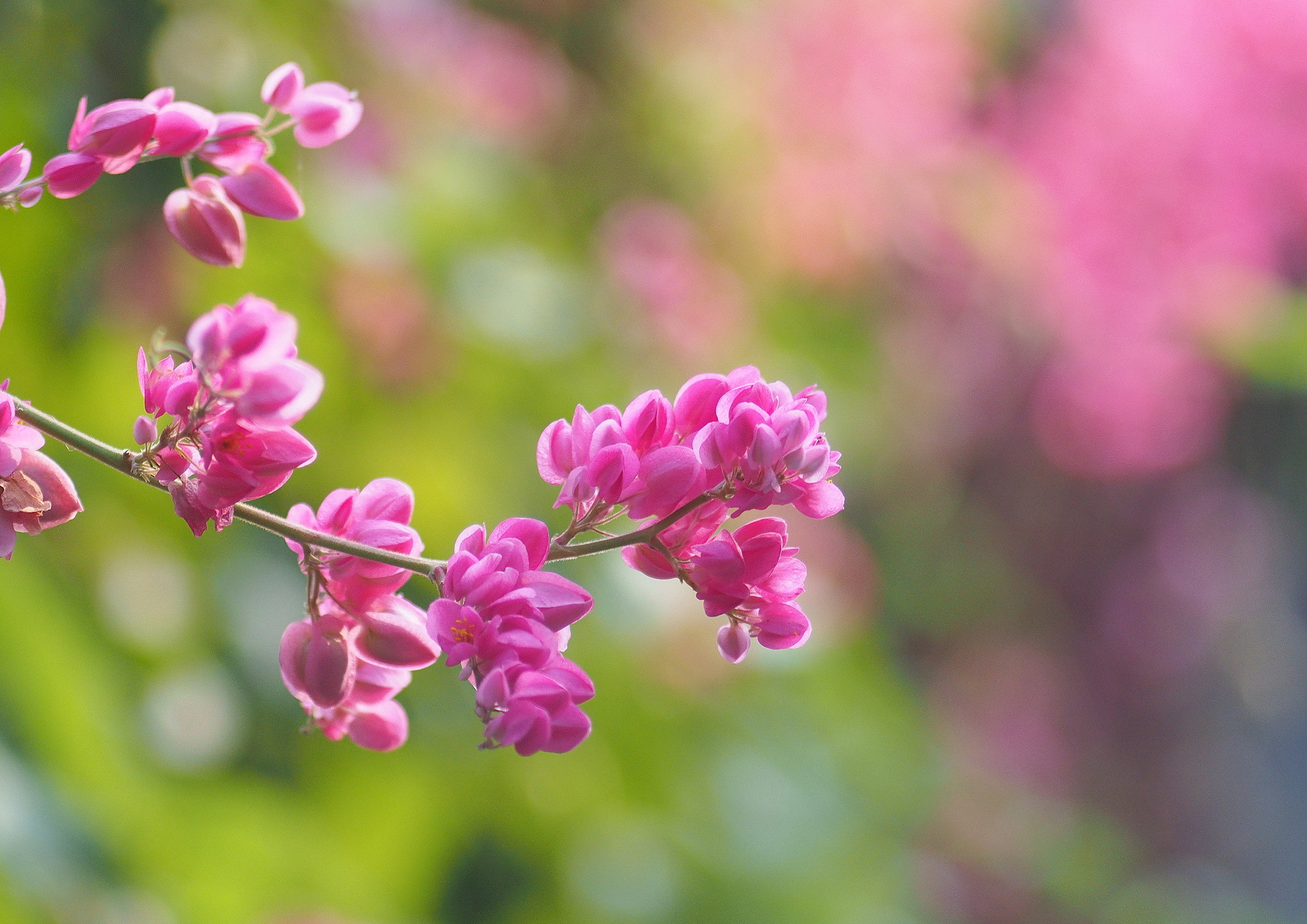 Baixe gratuitamente a imagem Flores, Floração, Terra/natureza na área de trabalho do seu PC