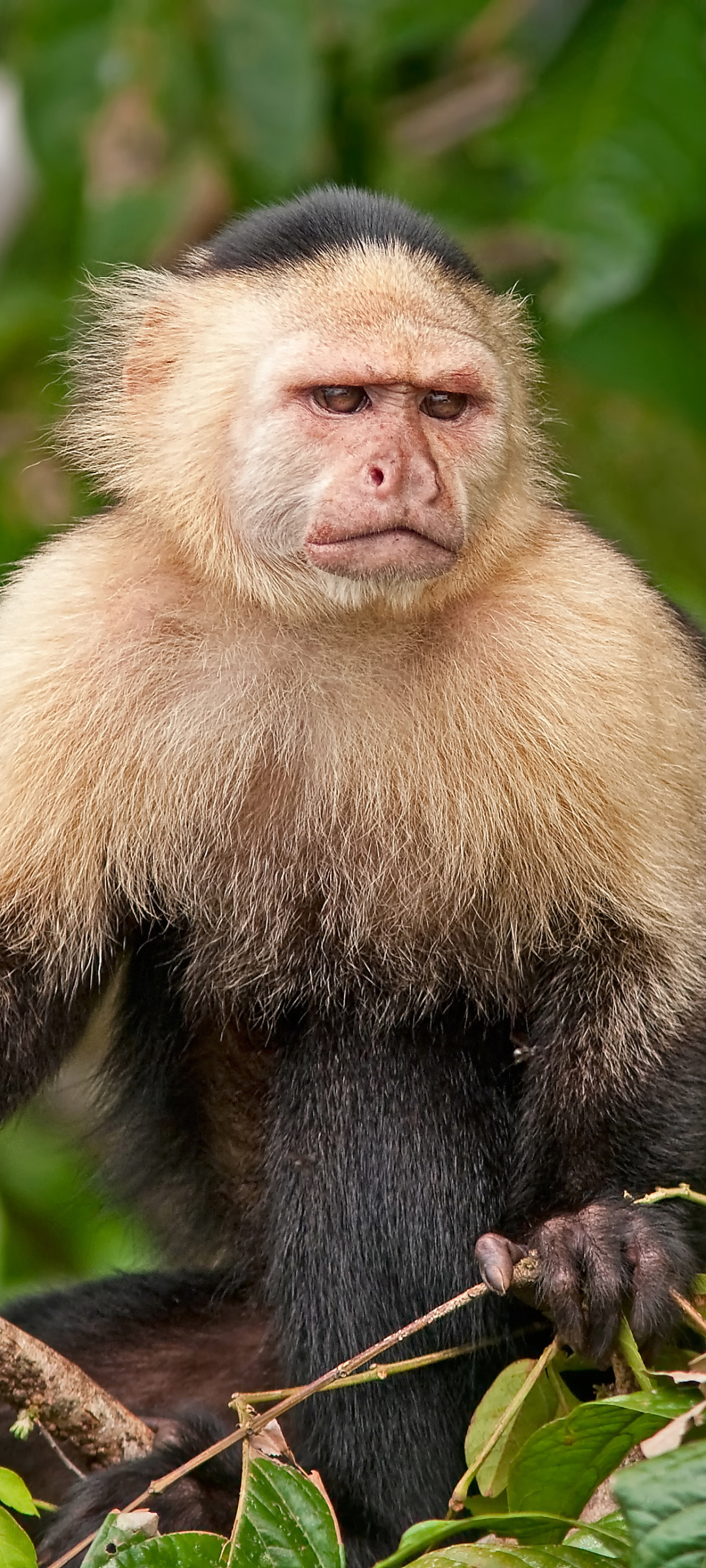 Download mobile wallpaper Monkeys, Monkey, Animal for free.