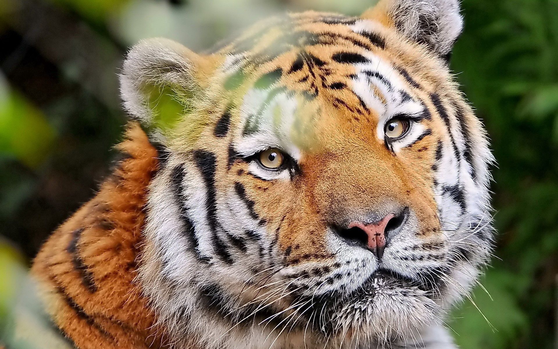 109144 завантажити картинку тварини, морда, хижак, погляд, заява, тигр, вид, добрий - шпалери і заставки безкоштовно