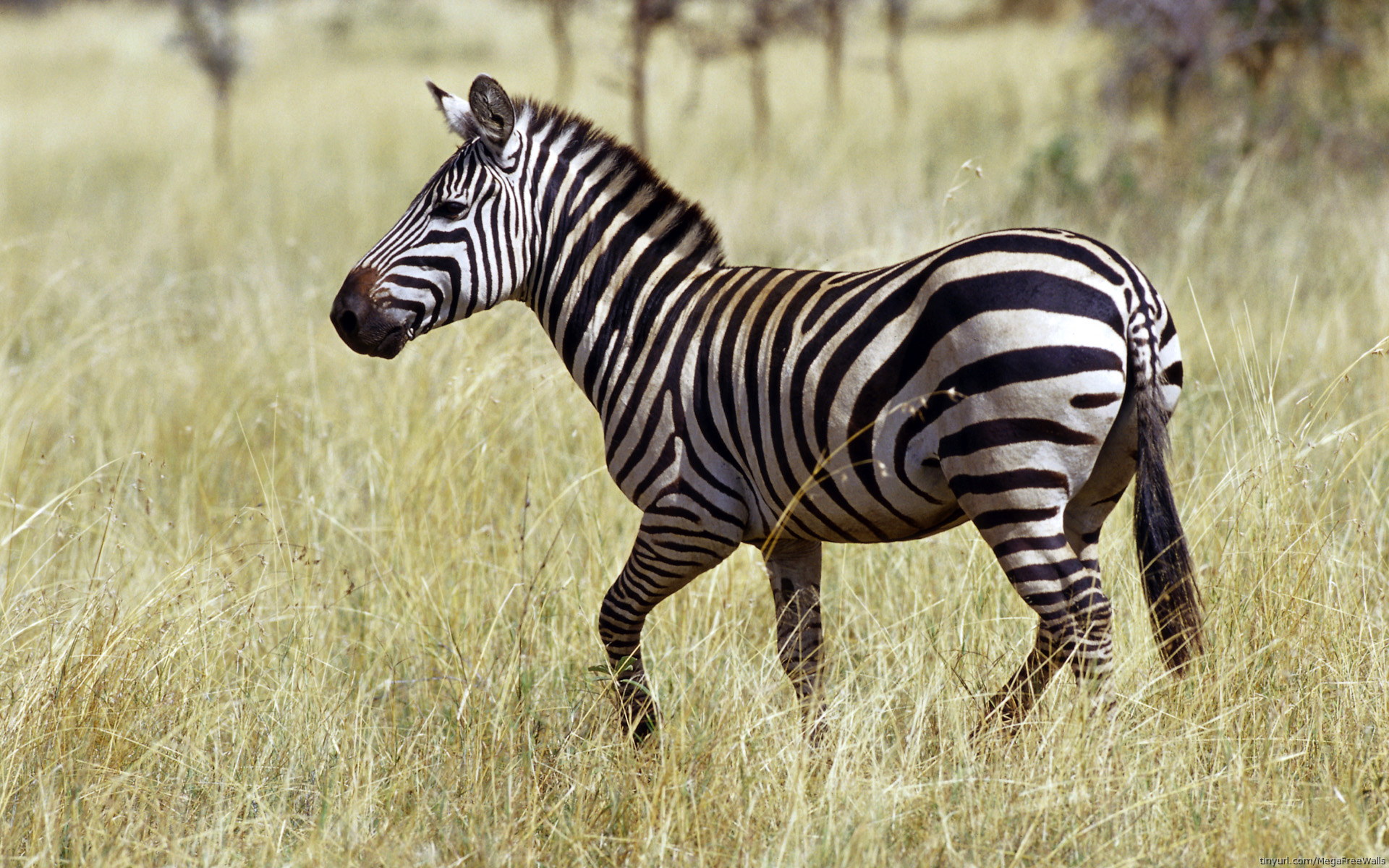 533660 Bild herunterladen tiere, zebra - Hintergrundbilder und Bildschirmschoner kostenlos