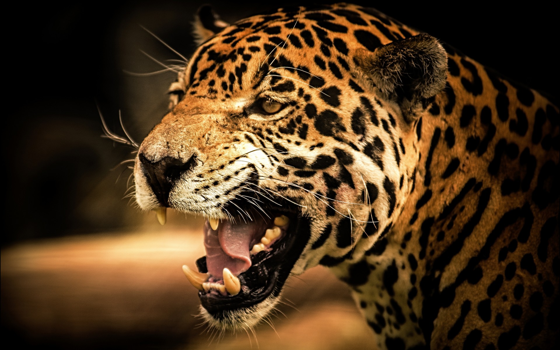 Download mobile wallpaper Leopard, Animal for free.