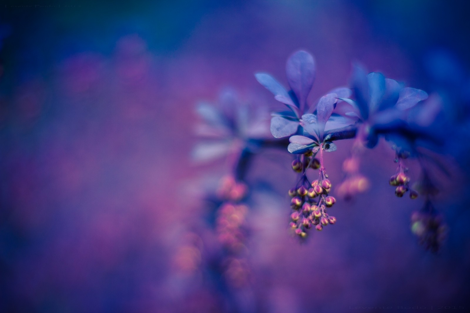 Téléchargez gratuitement l'image Fleurs, Fleur, Macro, Terre/nature, Fleur Bleue sur le bureau de votre PC