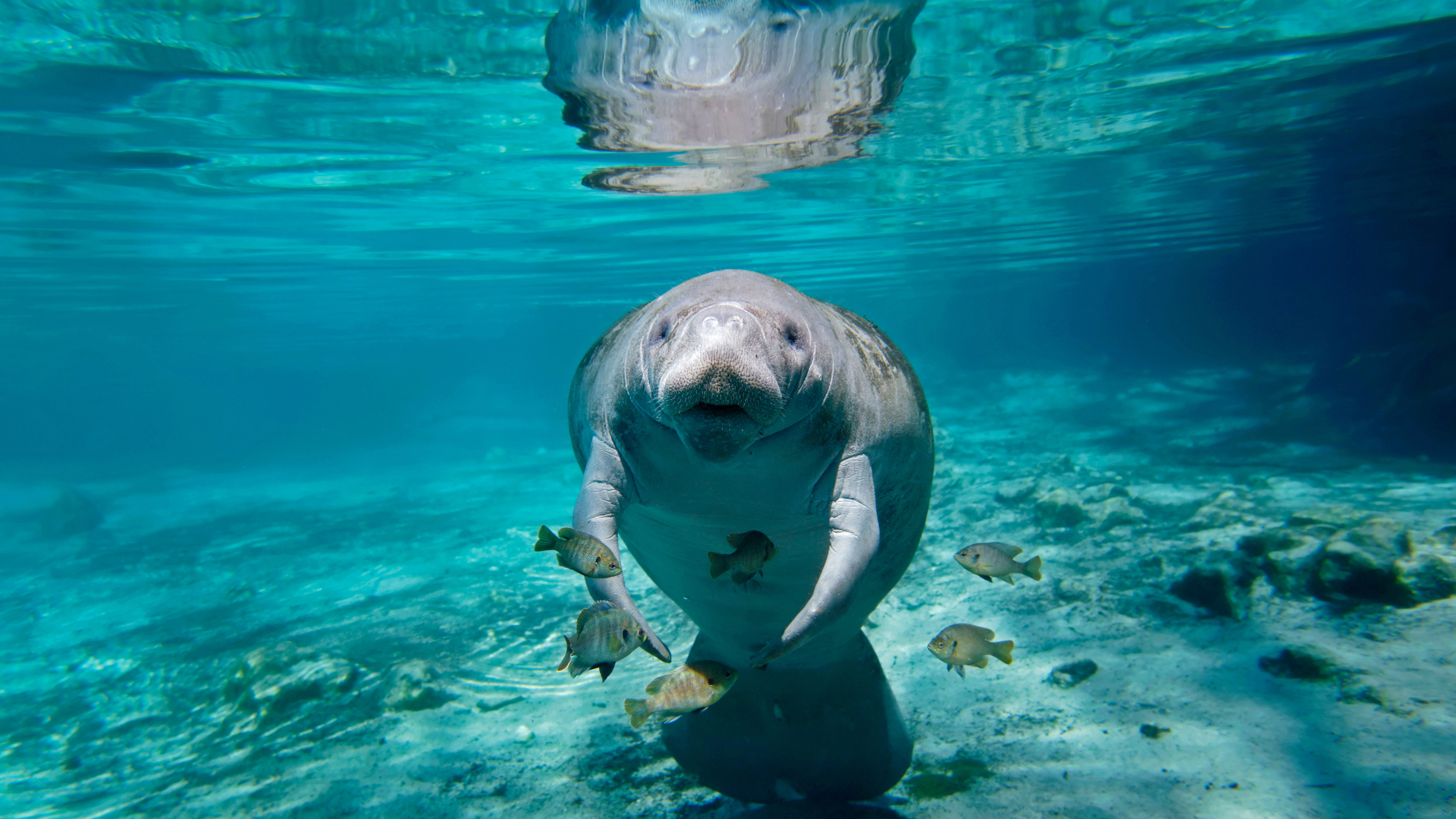 Download mobile wallpaper Animal, Manatee for free.