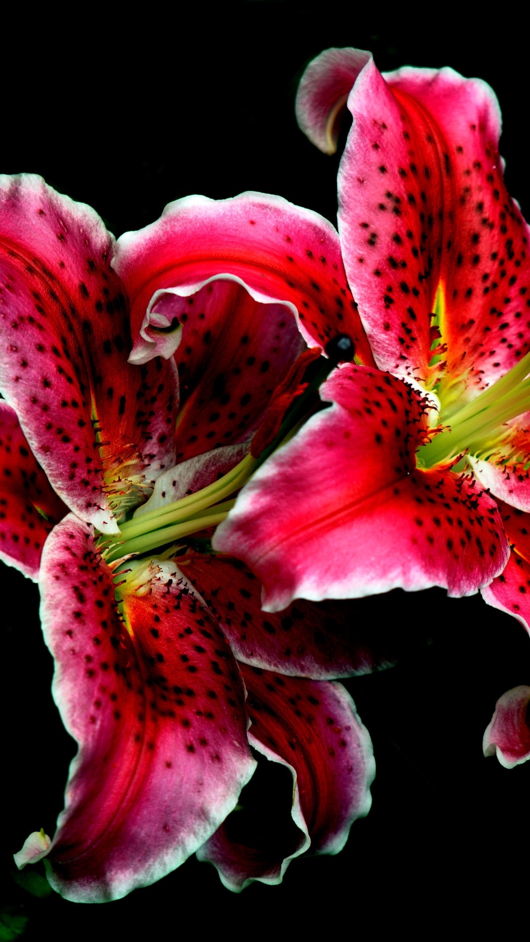 Download mobile wallpaper Flowers, Flower, Earth, Lily, Pink Flower for free.