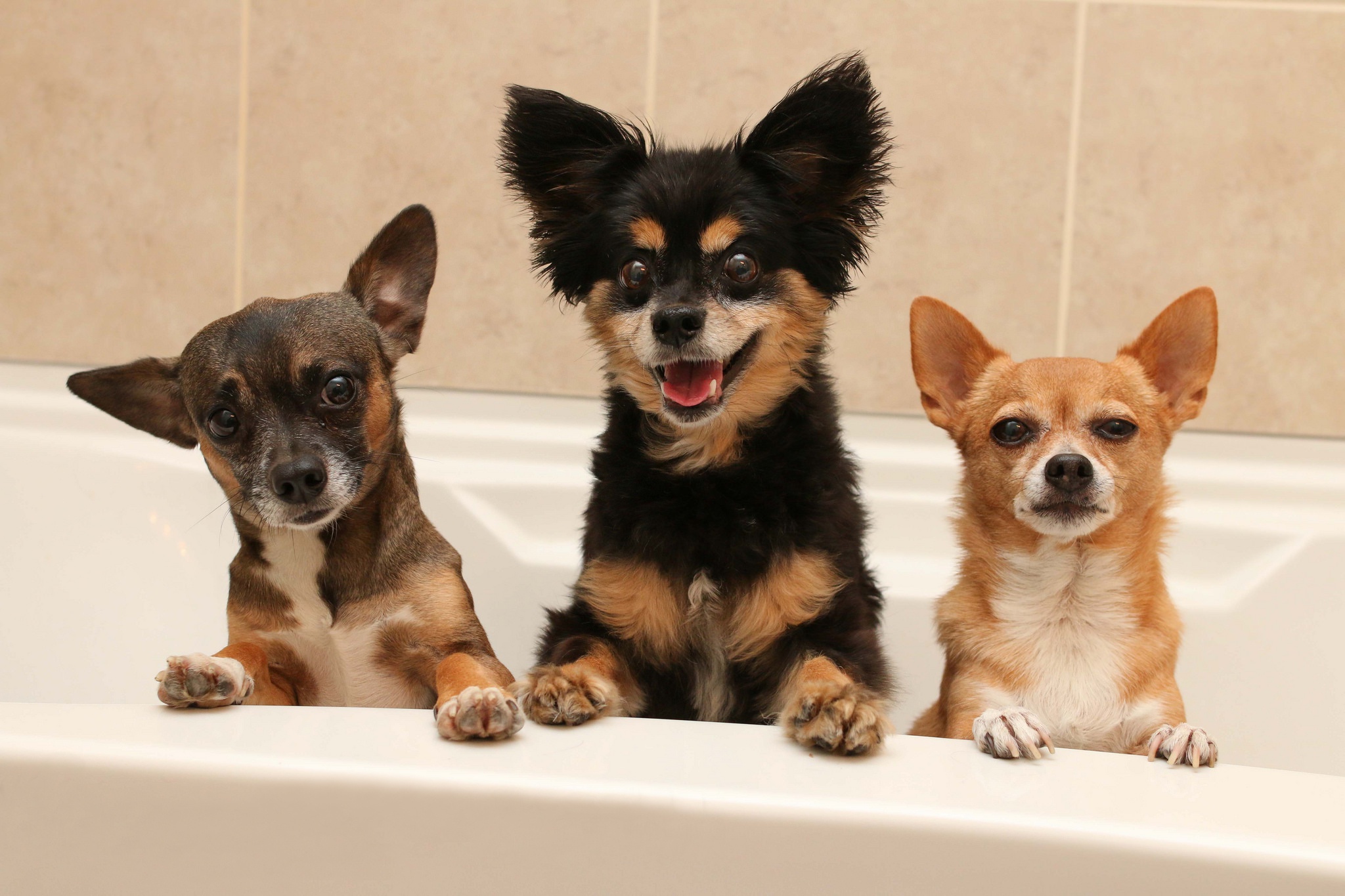 Download mobile wallpaper Dogs, Dog, Animal, Chihuahua, Bathtub for free.