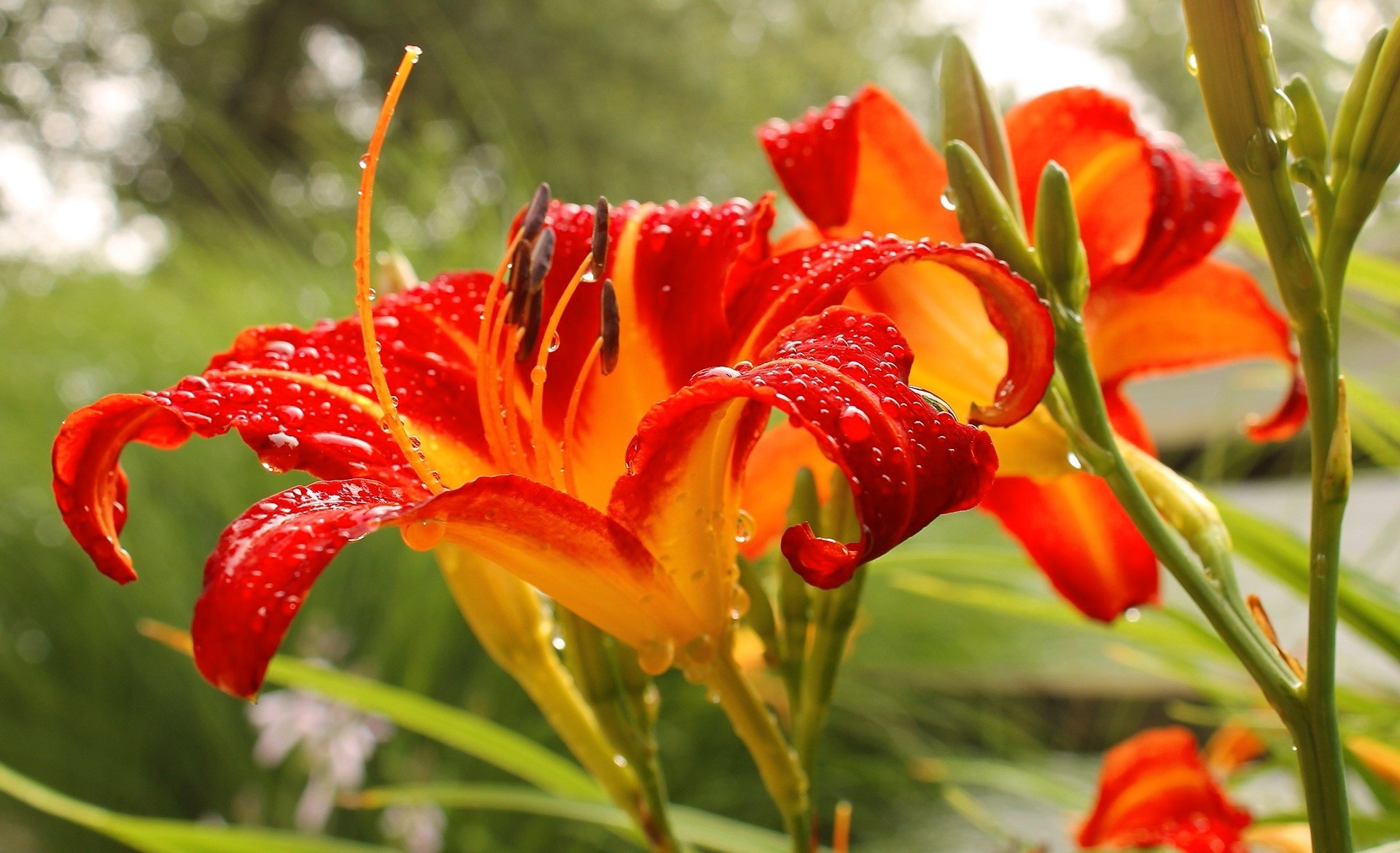Laden Sie das Natur, Blumen, Blume, Lilie, Wassertropfen, Erde/natur, Orangene Blume-Bild kostenlos auf Ihren PC-Desktop herunter