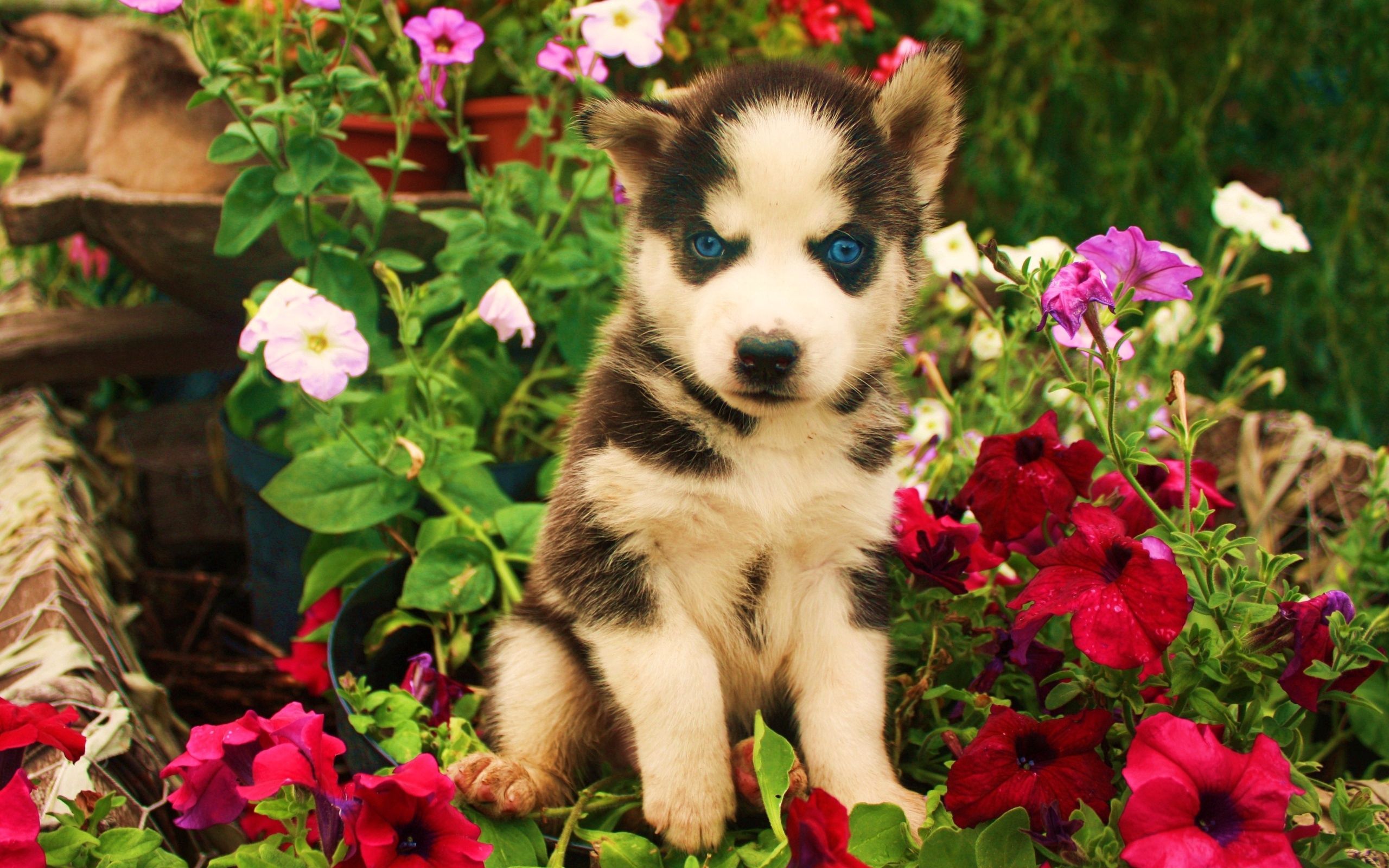 Download mobile wallpaper Muzzle, Kid, Tot, Dog, Animals, Flowers, Husky for free.