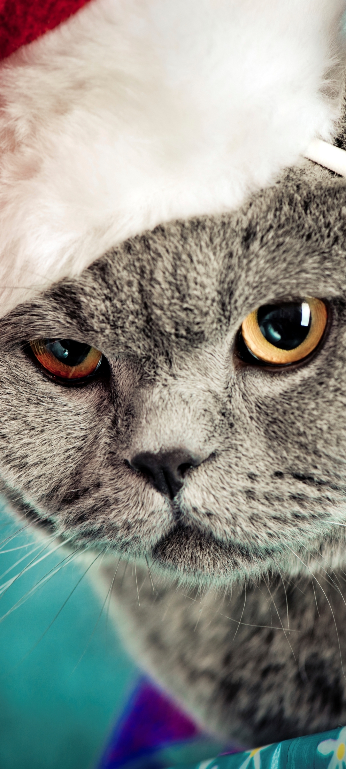 Free download wallpaper Cats, Cat, Animal on your PC desktop