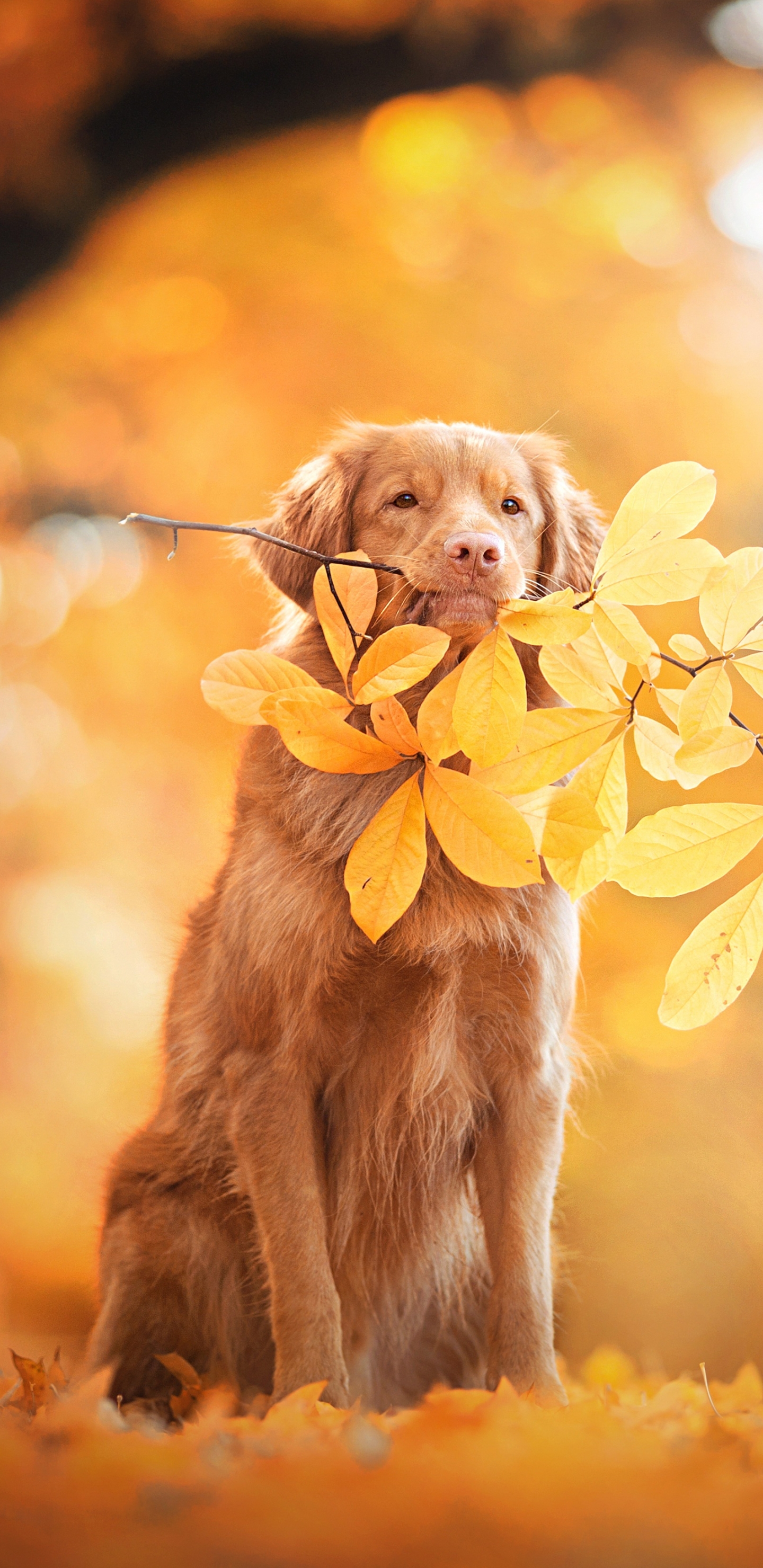 Laden Sie das Tiere, Hunde, Herbst, Hund, Blatt, Bokeh, Nova Scotia Duck Tolling Retriever-Bild kostenlos auf Ihren PC-Desktop herunter