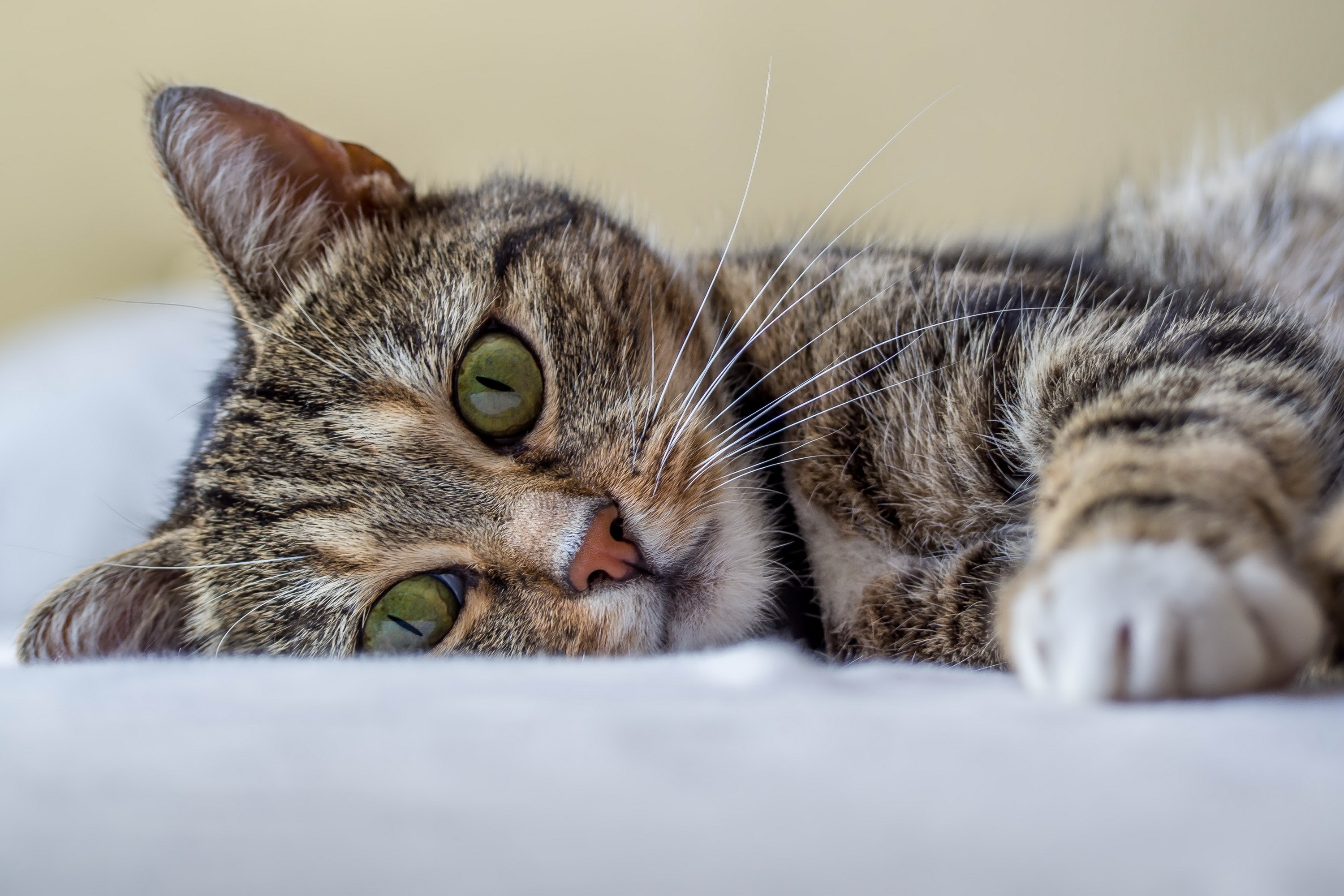 Téléchargez gratuitement l'image Animaux, Chats, Chat, Chaton sur le bureau de votre PC