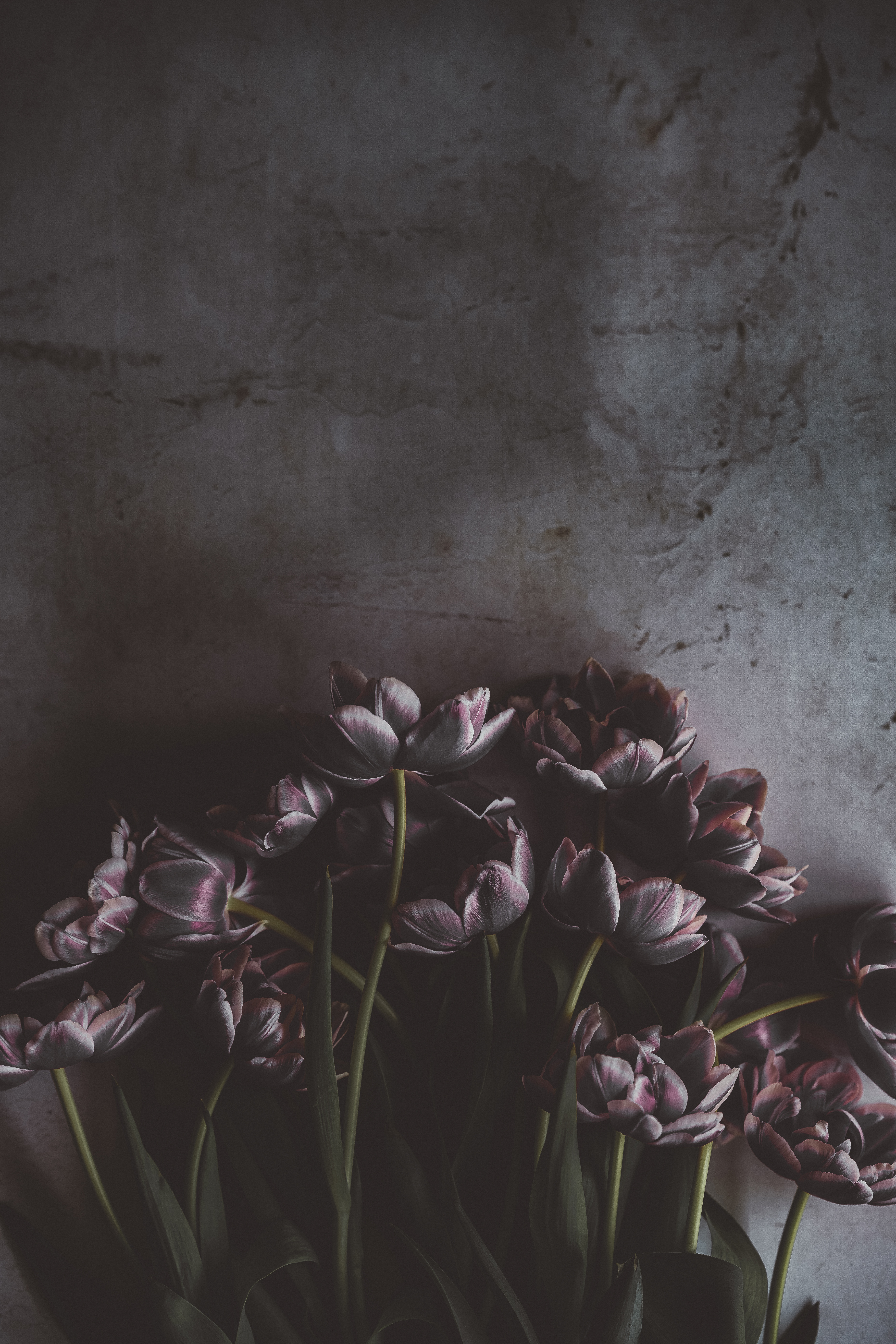 Téléchargez des papiers peints mobile Sombre, Mur, Fleurs, Bouquet, Tulipes gratuitement.