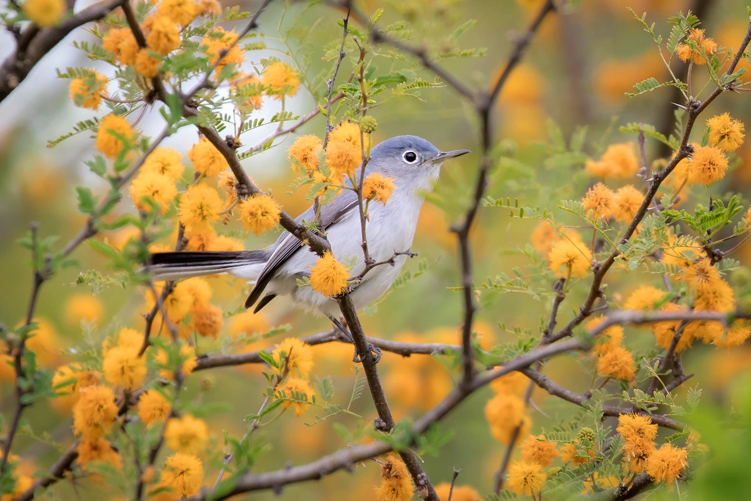 Baixe gratuitamente a imagem Animais, Aves, Flor, Pássaro, Ramo, Primavera na área de trabalho do seu PC