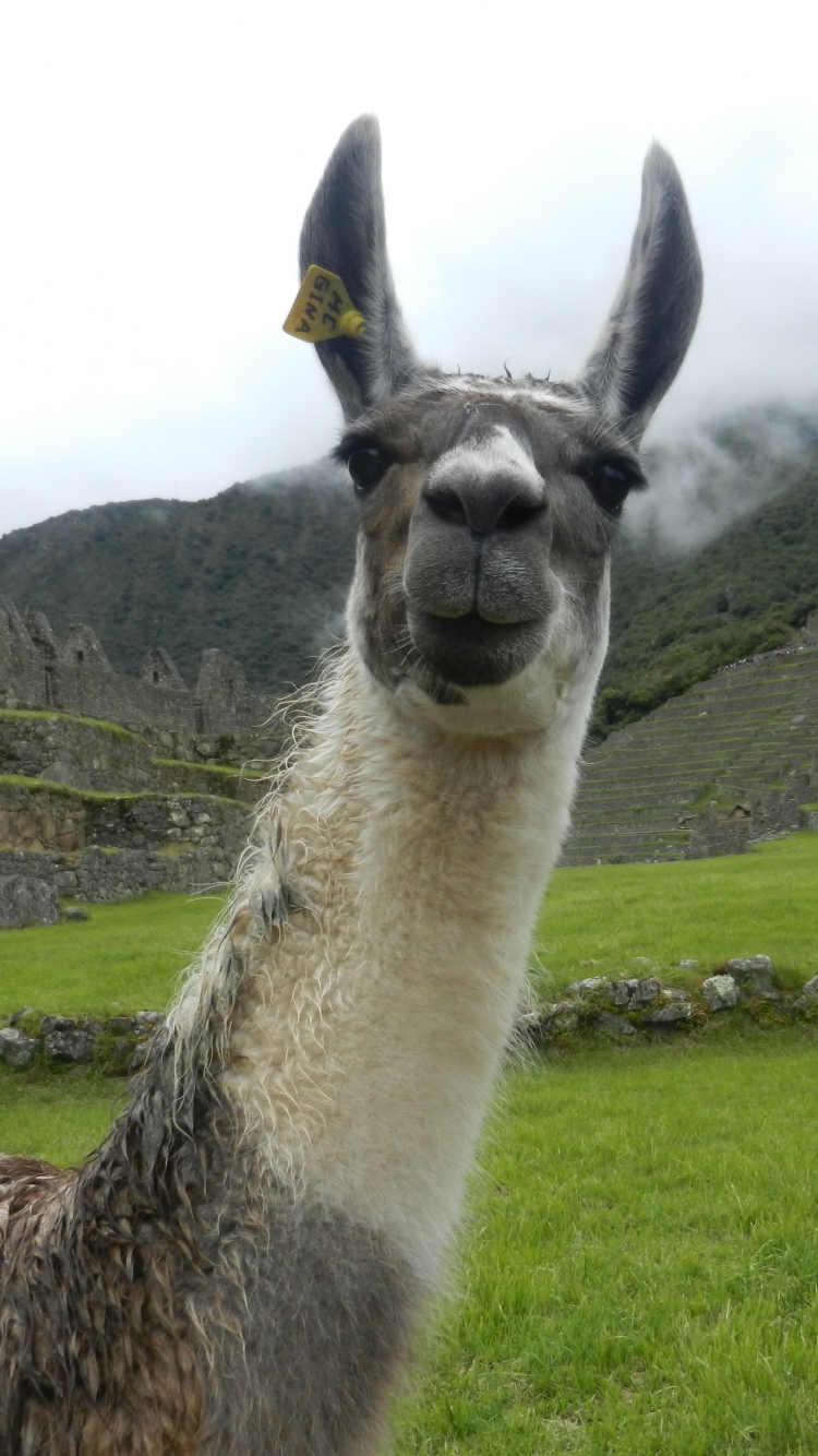 animal, llama mobile wallpaper