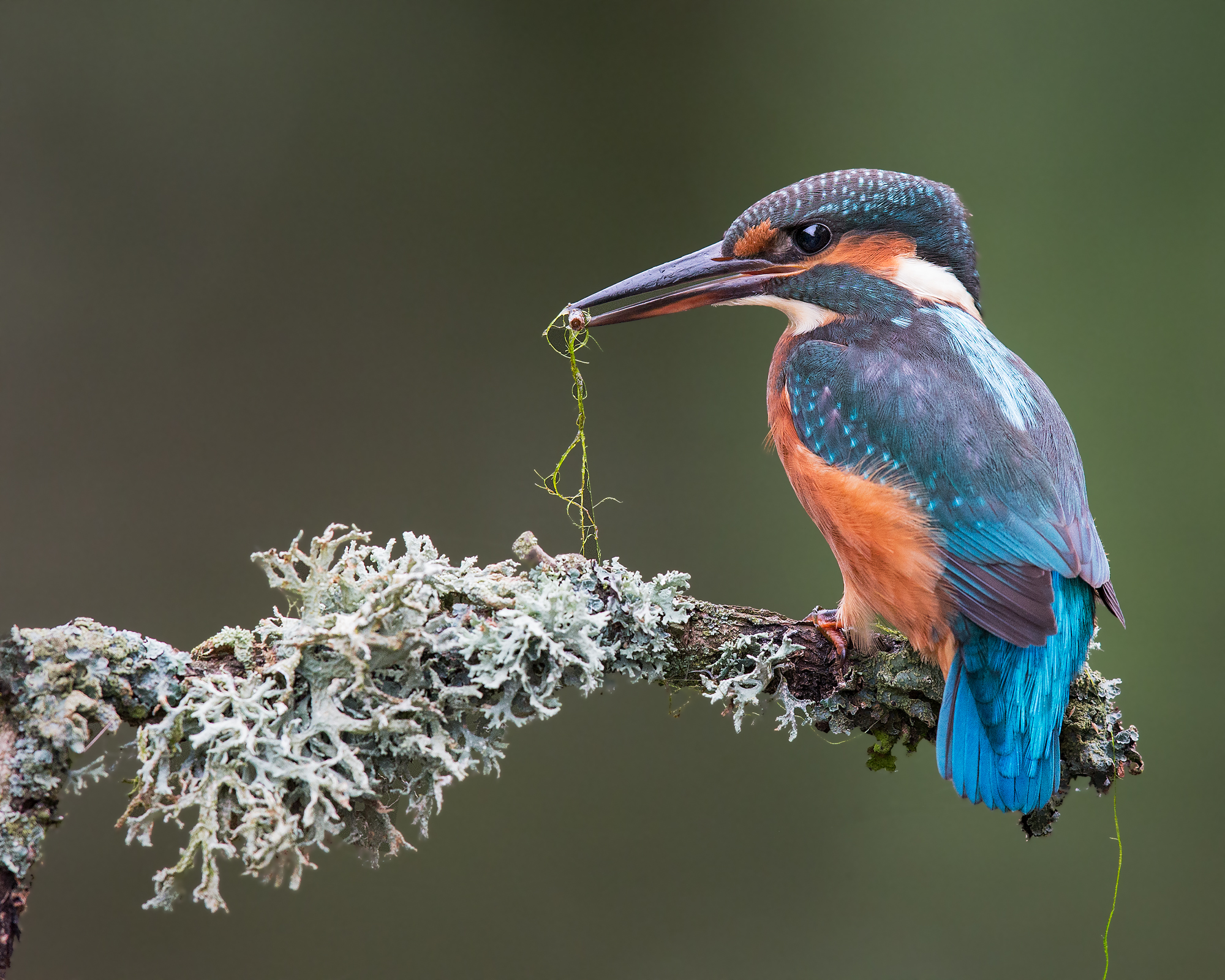 Download mobile wallpaper Birds, Bird, Branch, Animal, Kingfisher for free.