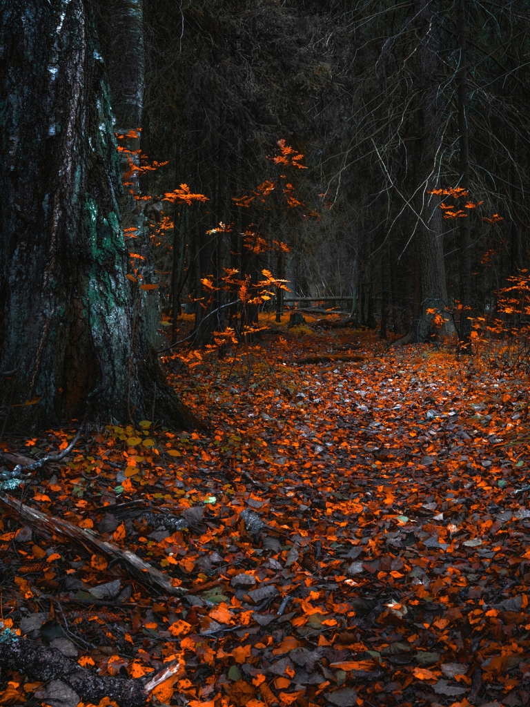 Download mobile wallpaper Nature, Forest, Tree, Leaf, Fall, Earth, Path for free.