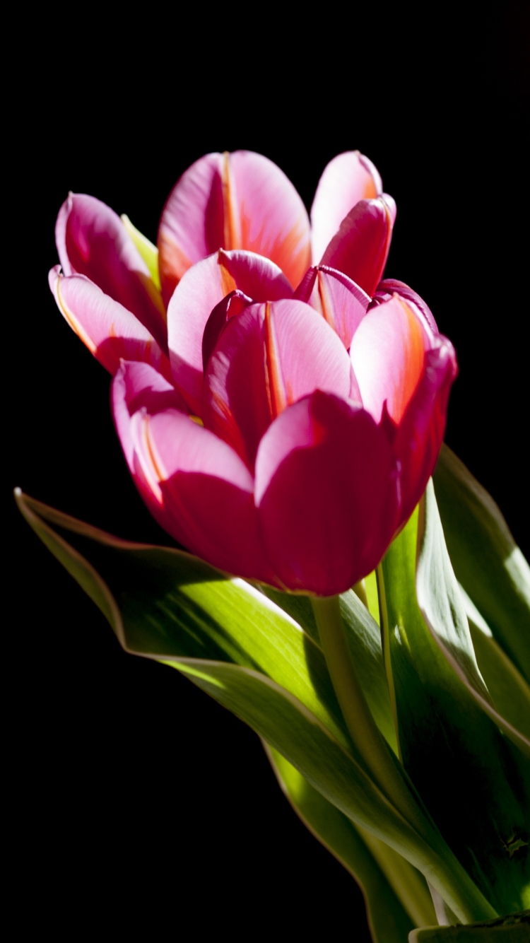 Descarga gratuita de fondo de pantalla para móvil de Flores, Flor, Flor Rosa, Tulipán, Tierra/naturaleza.