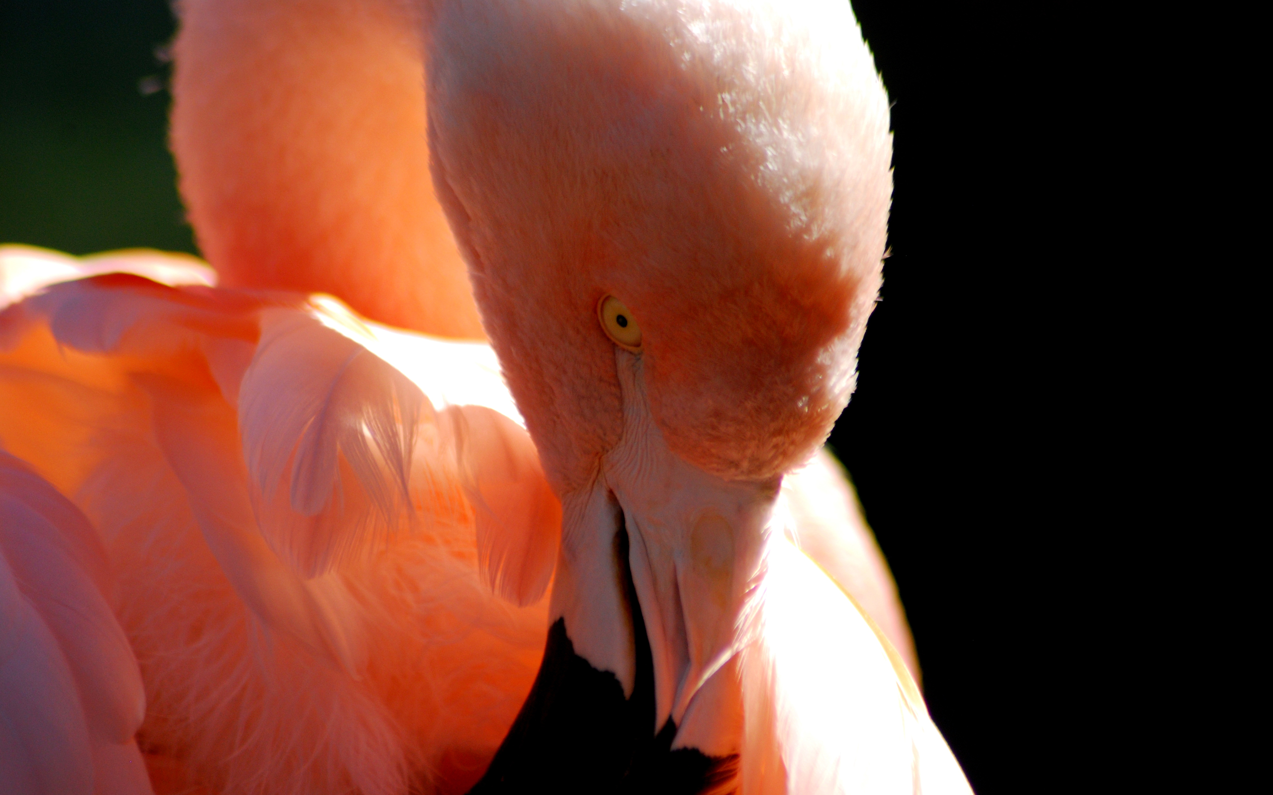 Download mobile wallpaper Flamingo, Birds, Animal for free.
