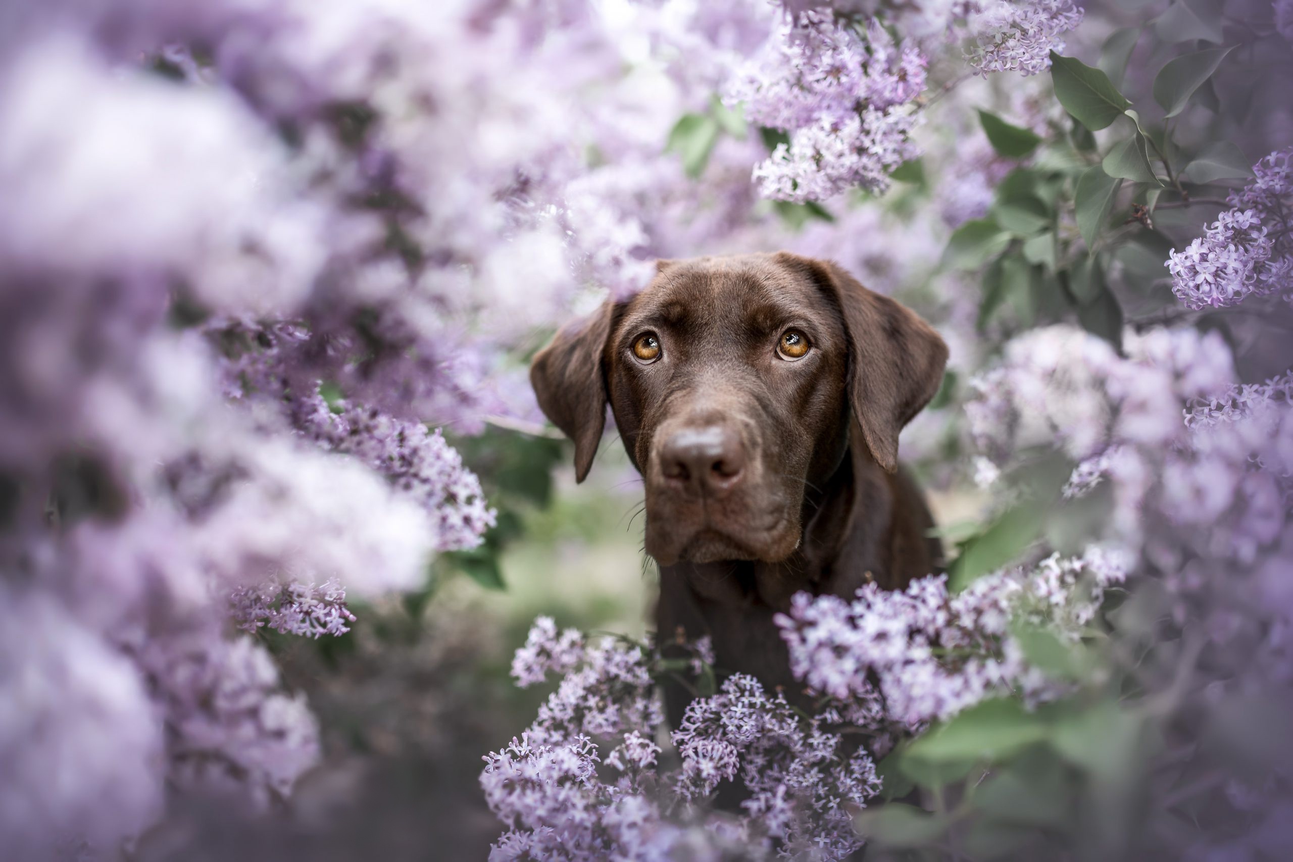 Download mobile wallpaper Dogs, Lilac, Dog, Animal for free.
