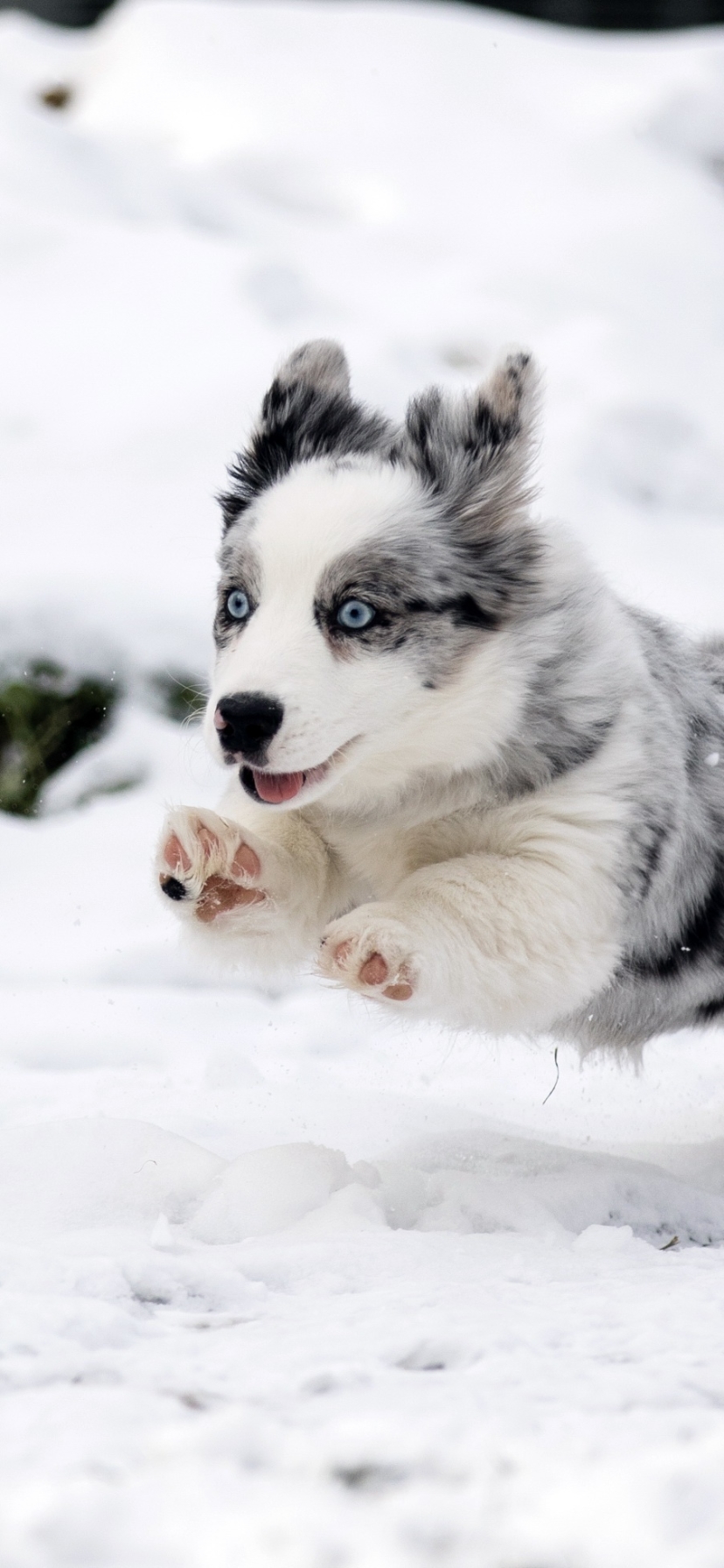 無料モバイル壁紙動物, 冬, 雪, 犬, 子犬, 赤ちゃん動物, オーストラリアン シェパードをダウンロードします。