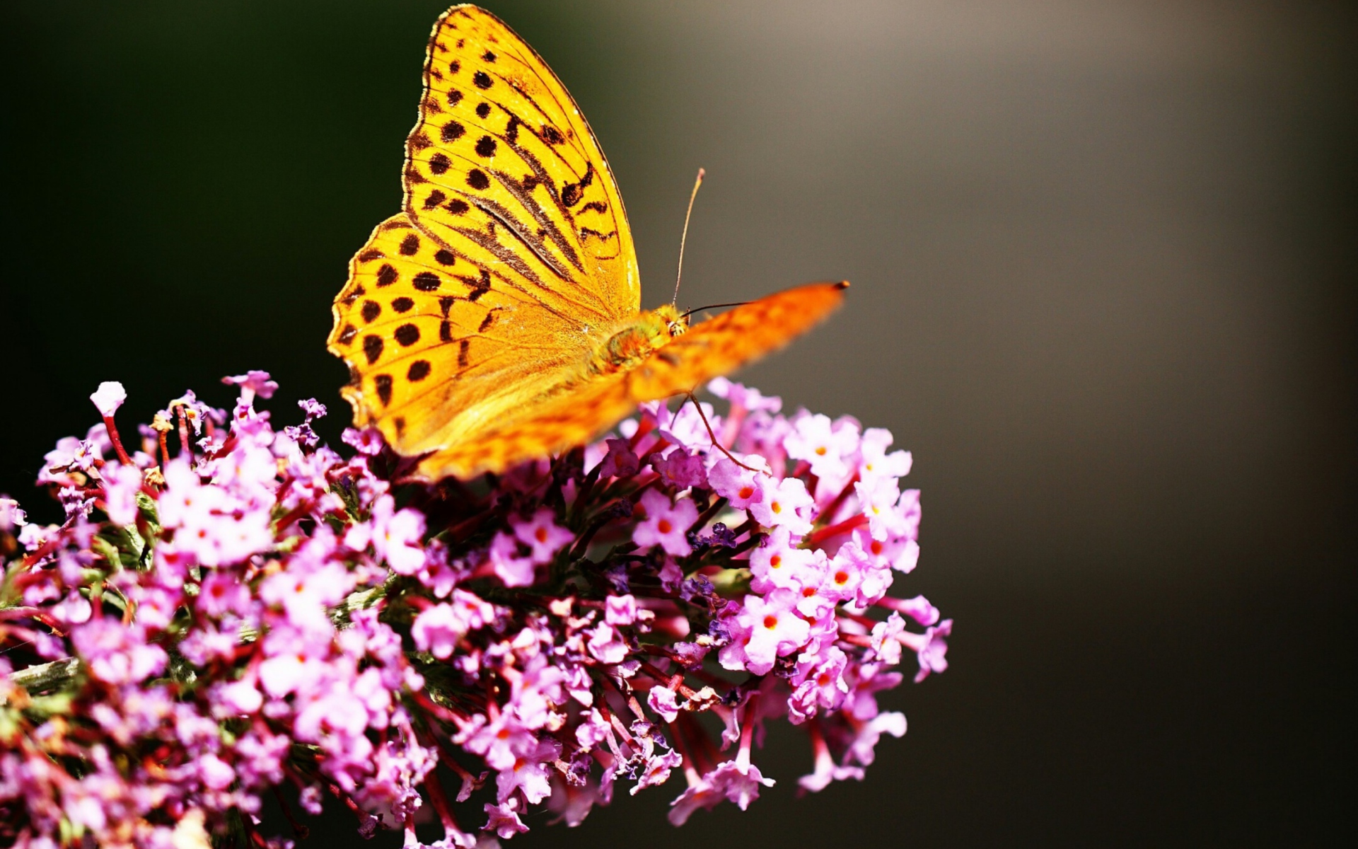 Free download wallpaper Flower, Close Up, Butterfly, Animal, Golden on your PC desktop