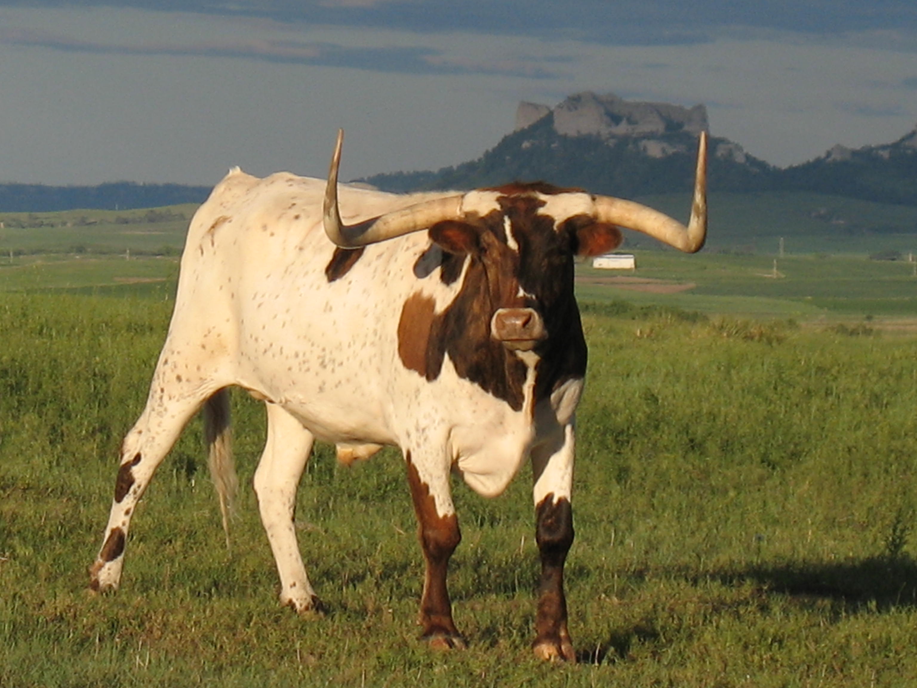 animal, longhorn cattle, cattle