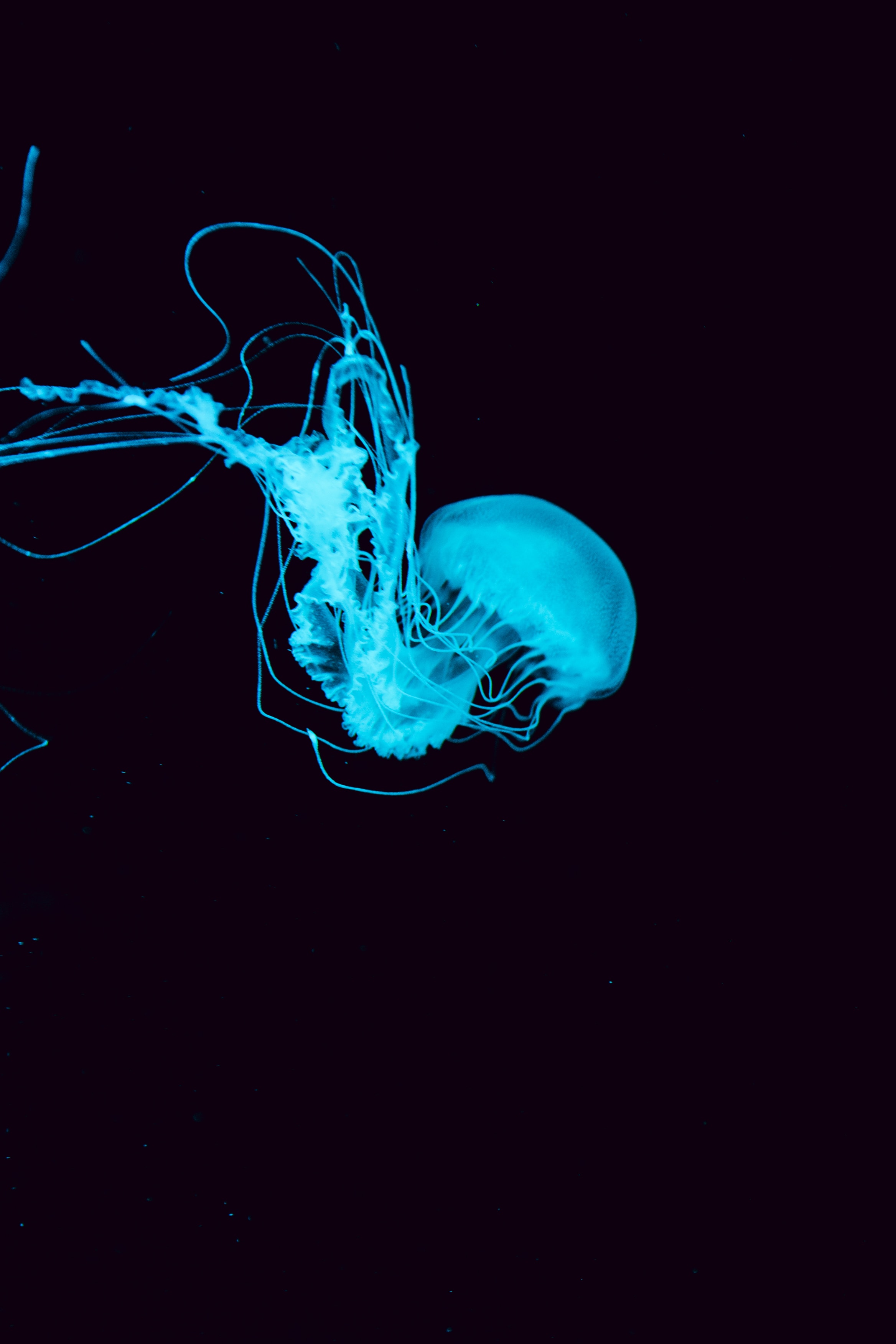 underwater world, jellyfish, tentacles, animals, blue