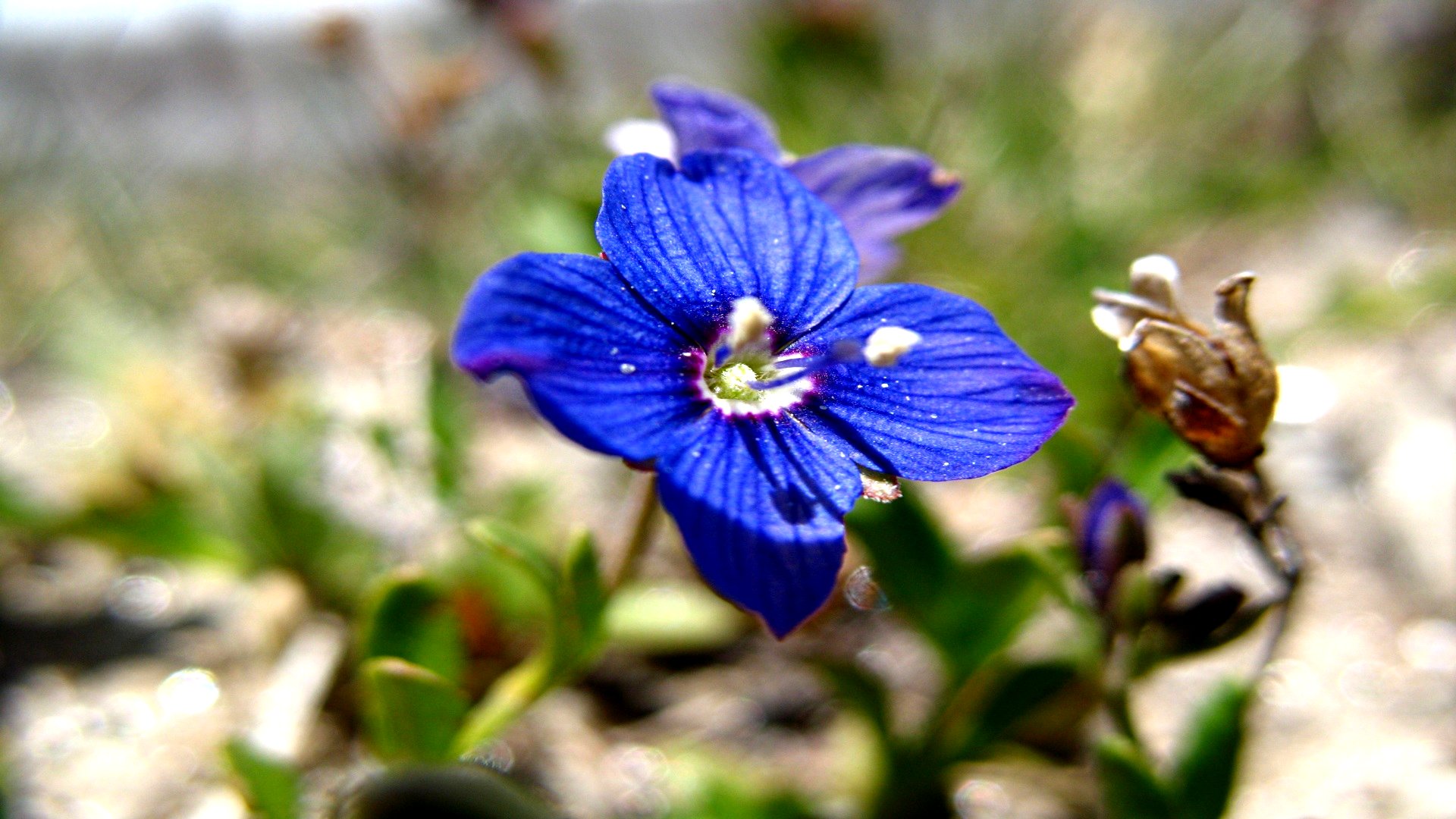 Téléchargez gratuitement l'image Fleurs, Fleur, Terre/nature sur le bureau de votre PC