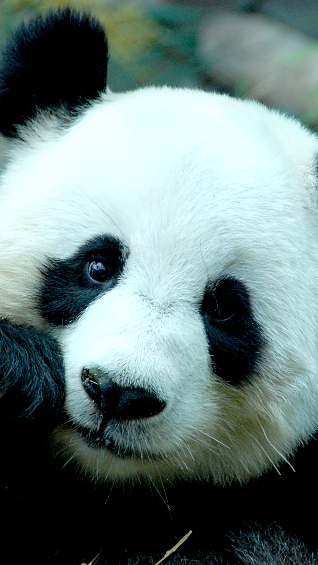 Handy-Wallpaper Tiere, Panda kostenlos herunterladen.