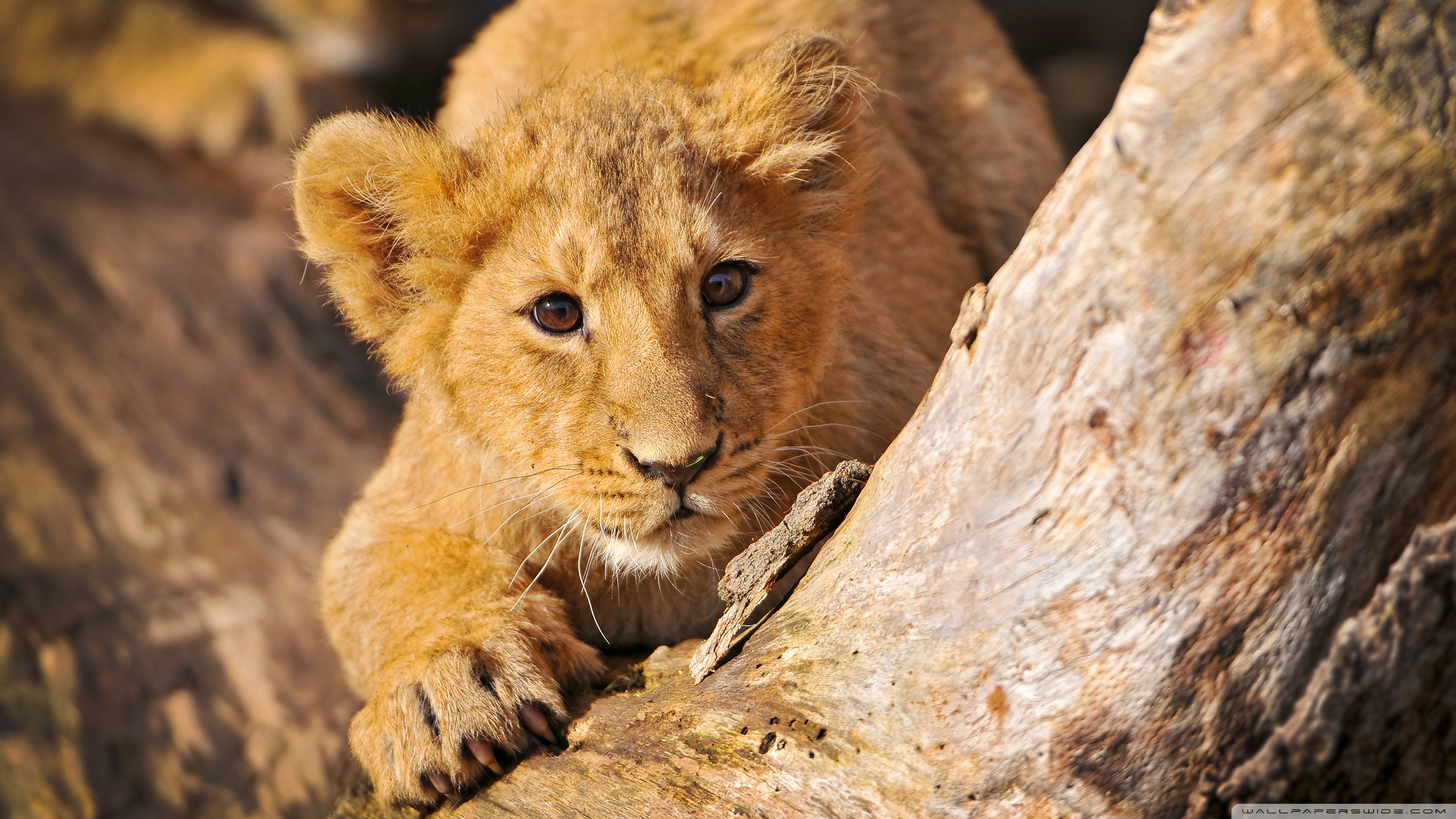 Laden Sie das Tiere, Löwe-Bild kostenlos auf Ihren PC-Desktop herunter