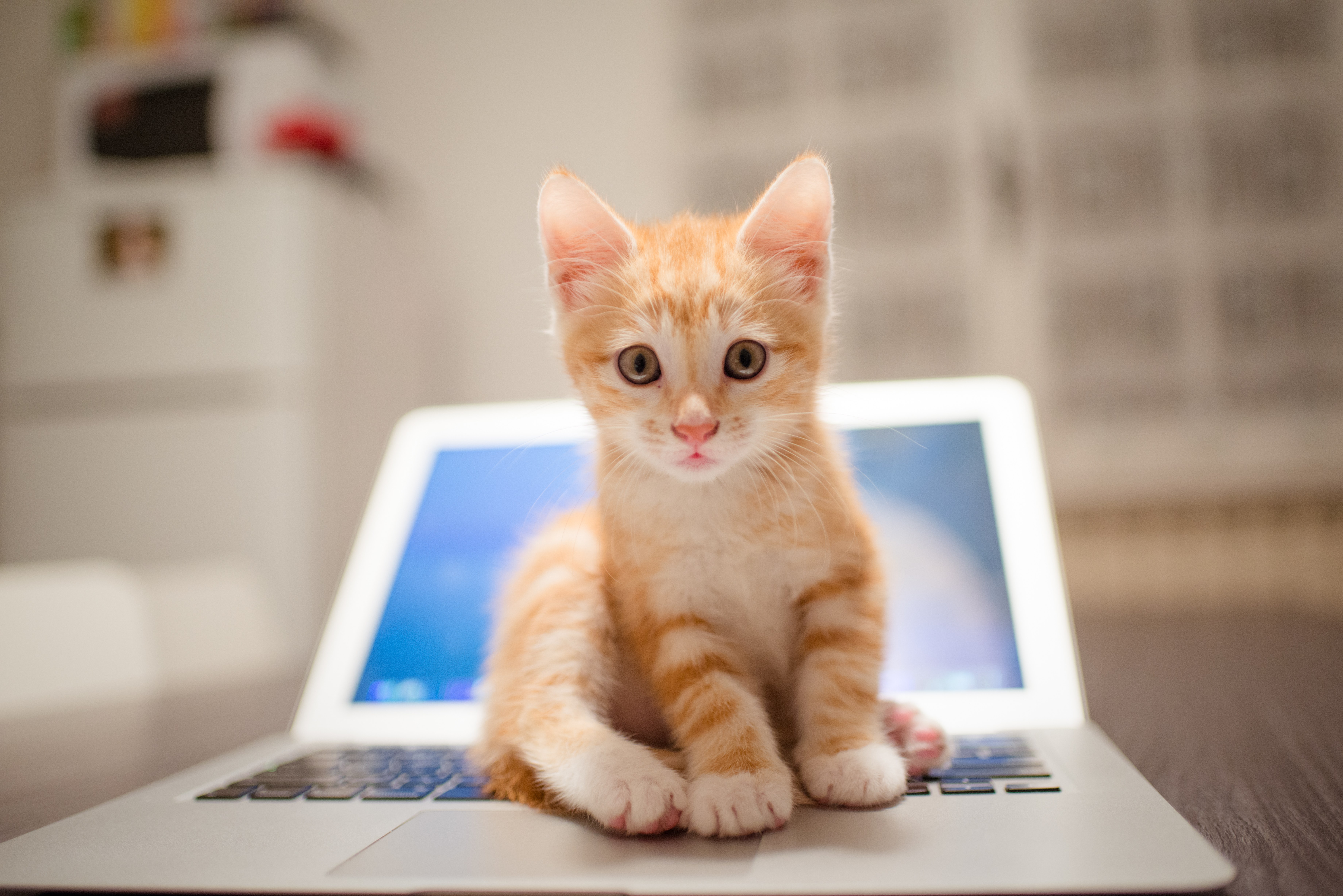 420767 descargar fondo de pantalla gatos, bebe animal, gato, animales, gatito, computadora portátil: protectores de pantalla e imágenes gratis