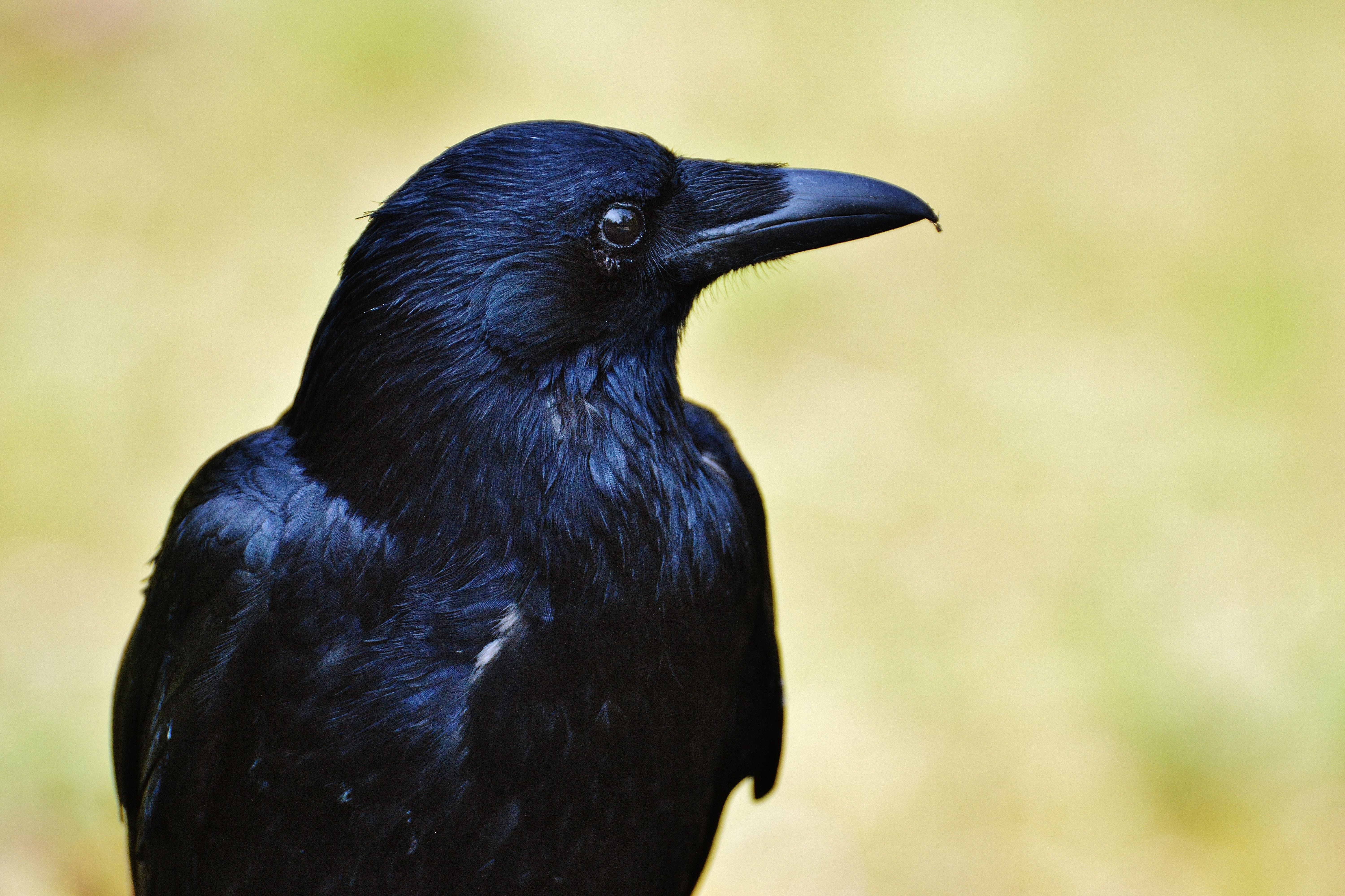 Download mobile wallpaper Bird, Close Up, Animal, Crow for free.