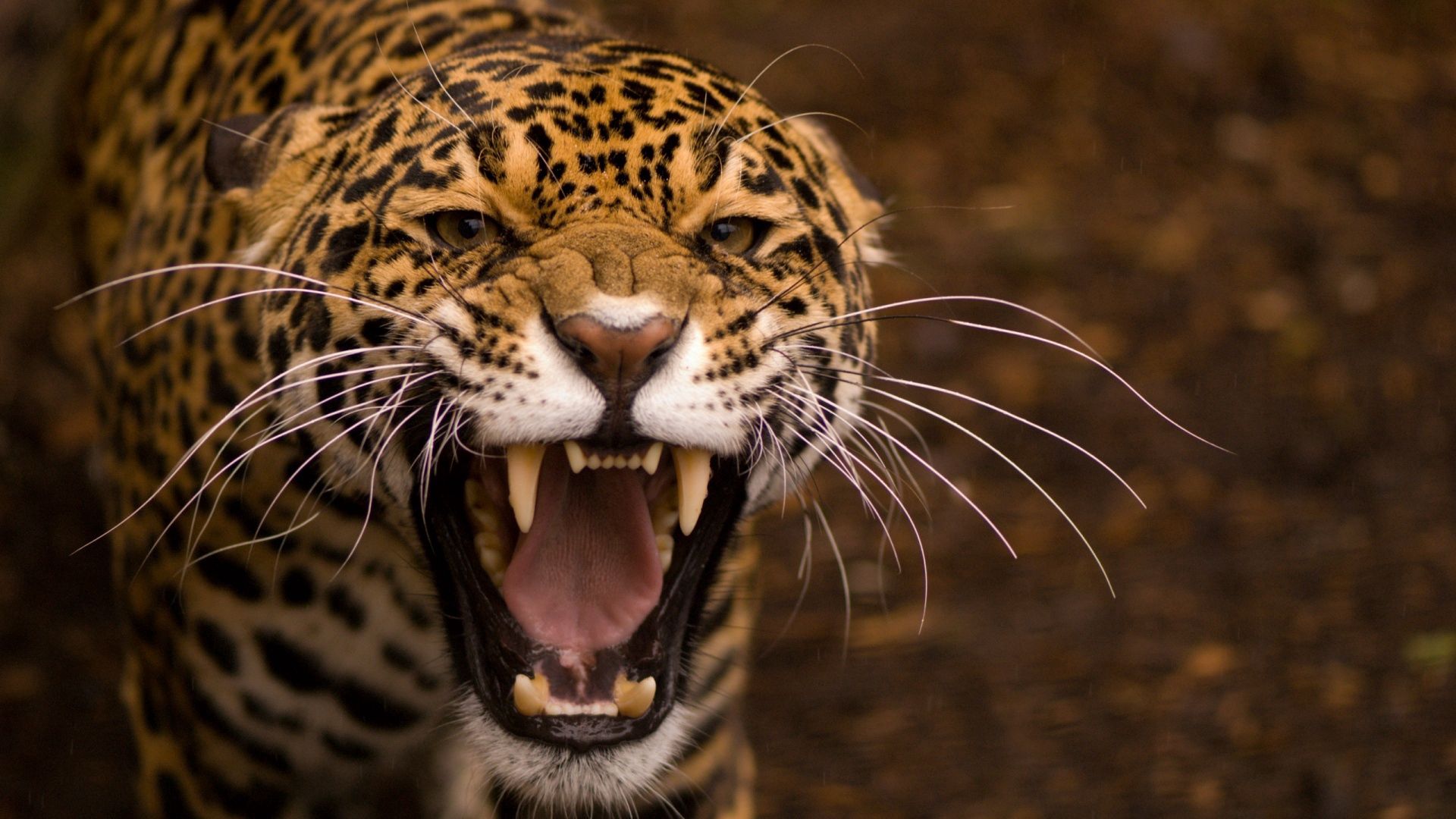 135085 télécharger l'image animaux, jaguar, chat, yeux, dents, dent - fonds d'écran et économiseurs d'écran gratuits