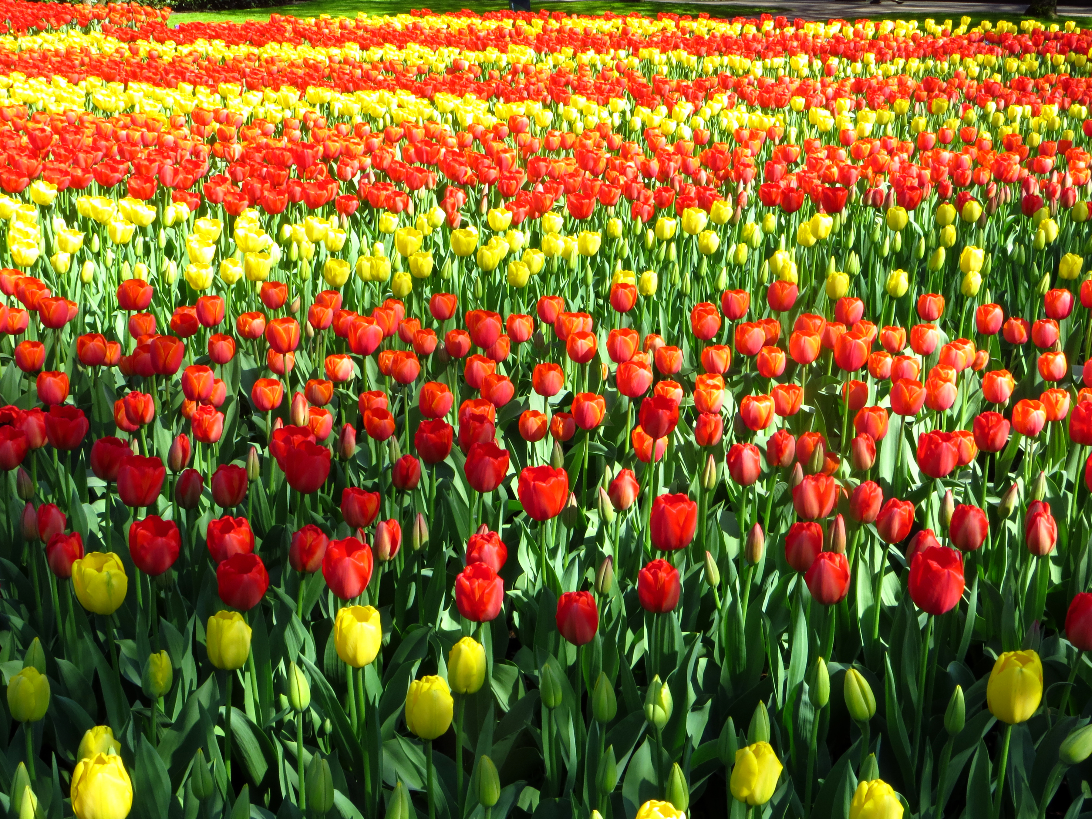 Free download wallpaper Nature, Flowers, Flower, Earth, Field, Tulip, Yellow Flower, Red Flower on your PC desktop