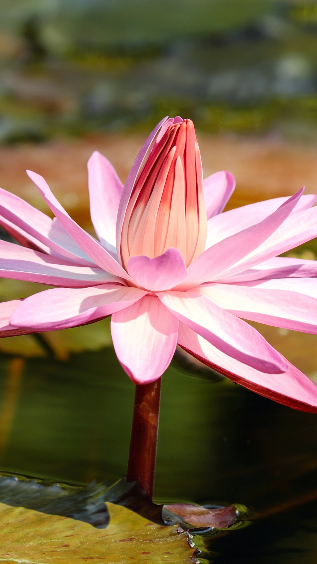 Download mobile wallpaper Nature, Flowers, Flower, Earth, Water Lily, Pink Flower, Lily Pad for free.