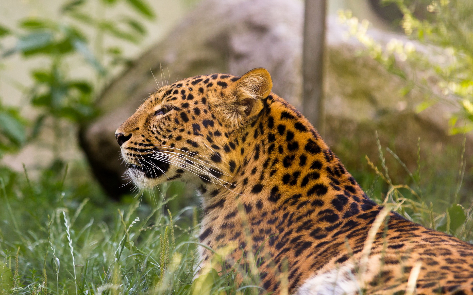 Download mobile wallpaper Cats, Leopard, Animal for free.