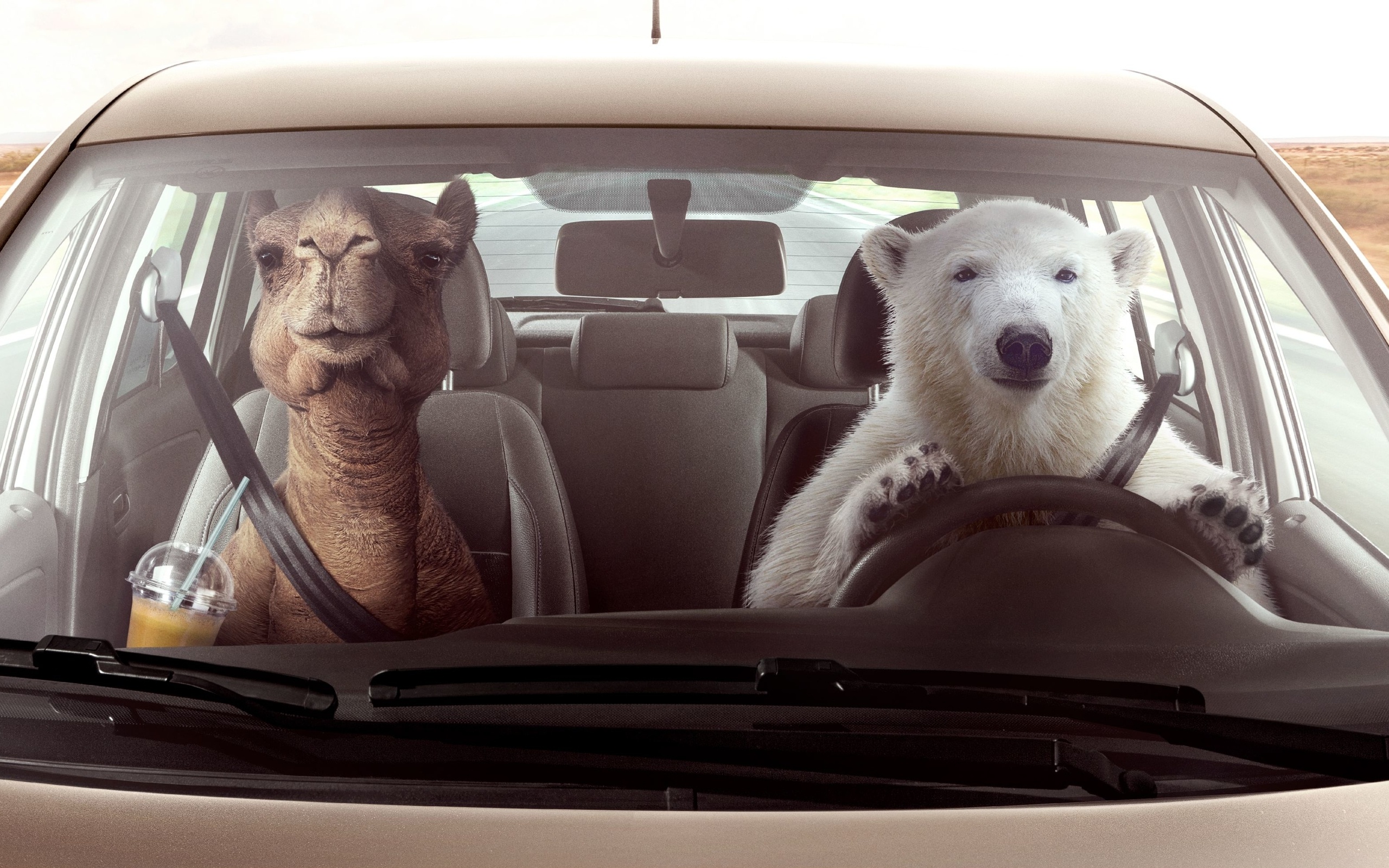 Laden Sie das Humor, Tiere, Bär, Kamel-Bild kostenlos auf Ihren PC-Desktop herunter