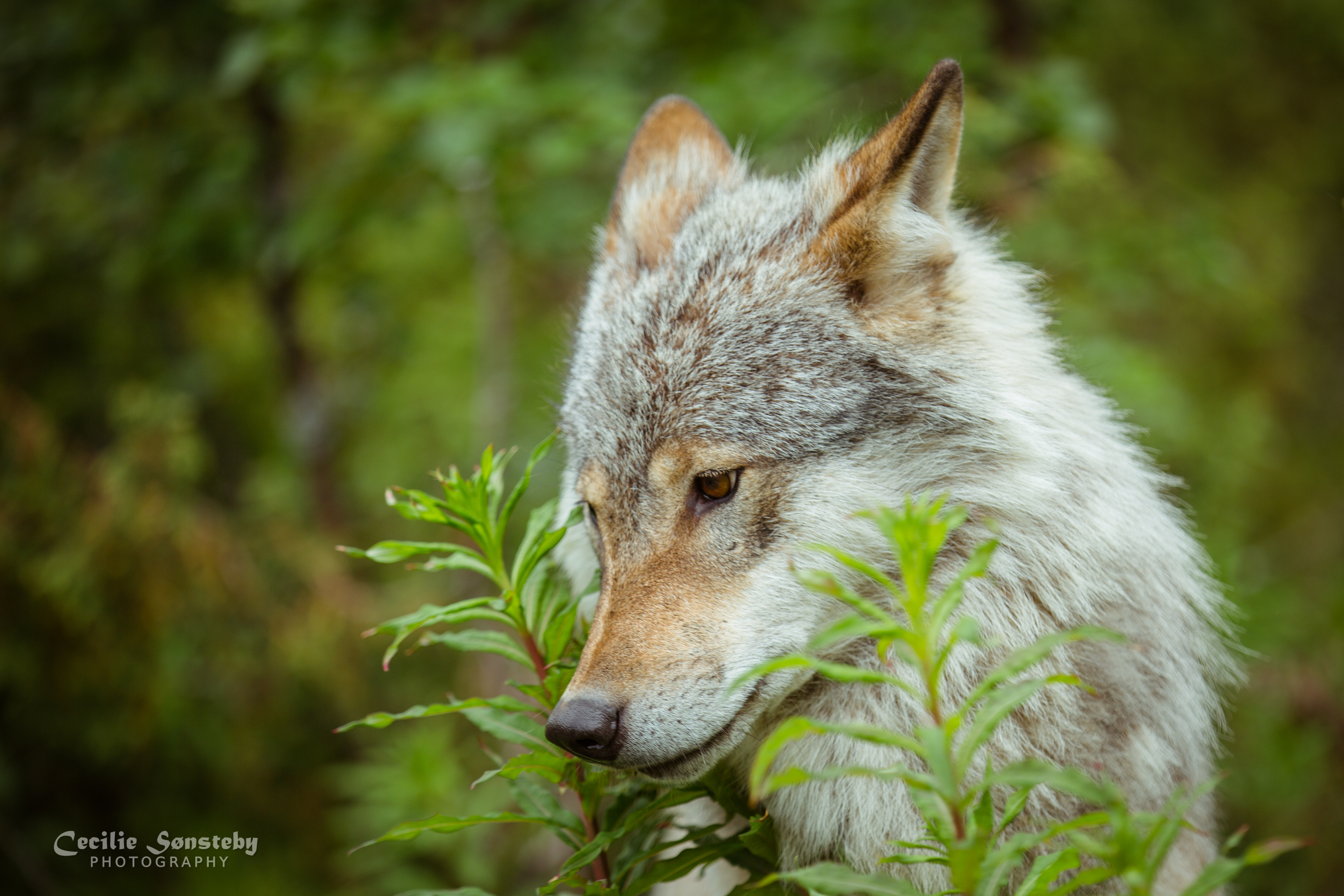Download mobile wallpaper Close Up, Wolf, Animal, Face, Wolves for free.